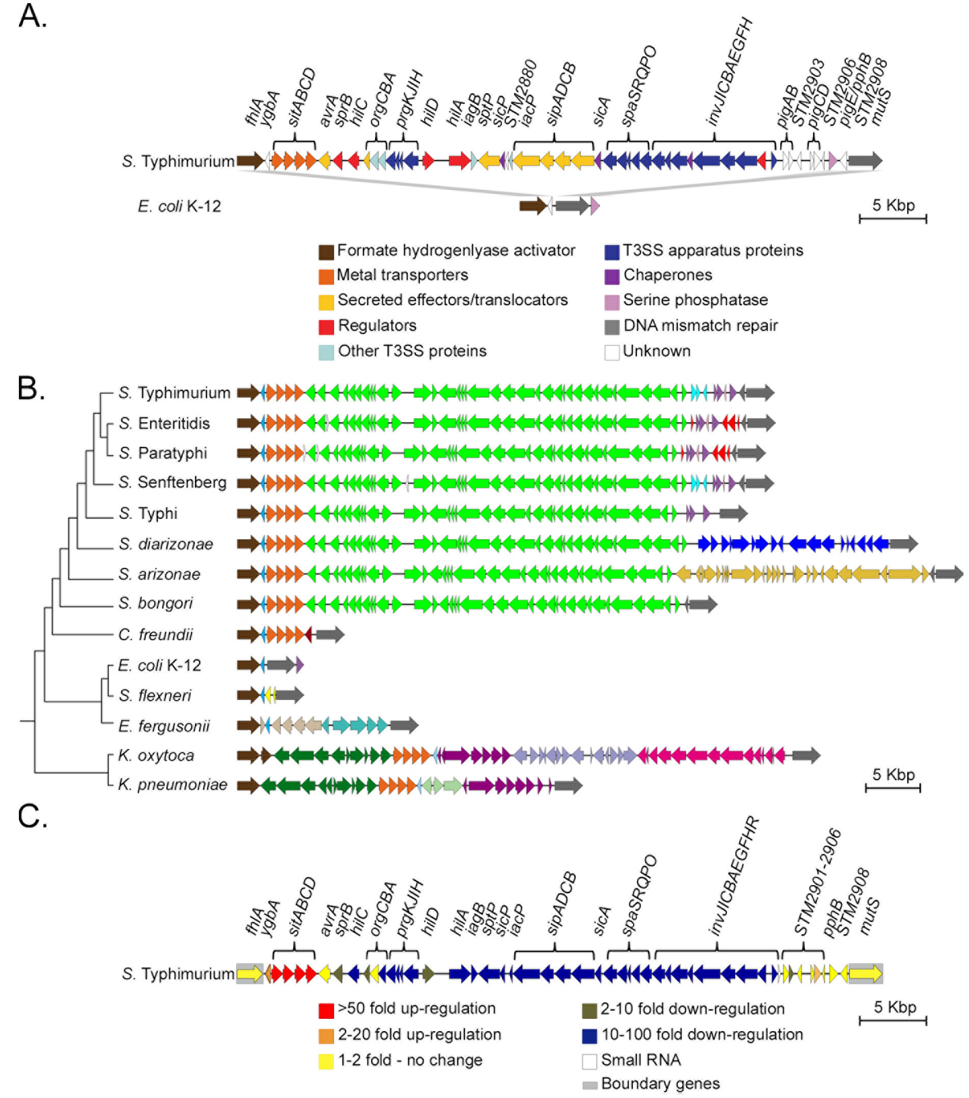 Microorganisms | Free Full-Text | Salmonella Pathogenicity Island 1  (SPI-1): The Evolution and Stabilization of a Core Genomic Type Three  Secretion System