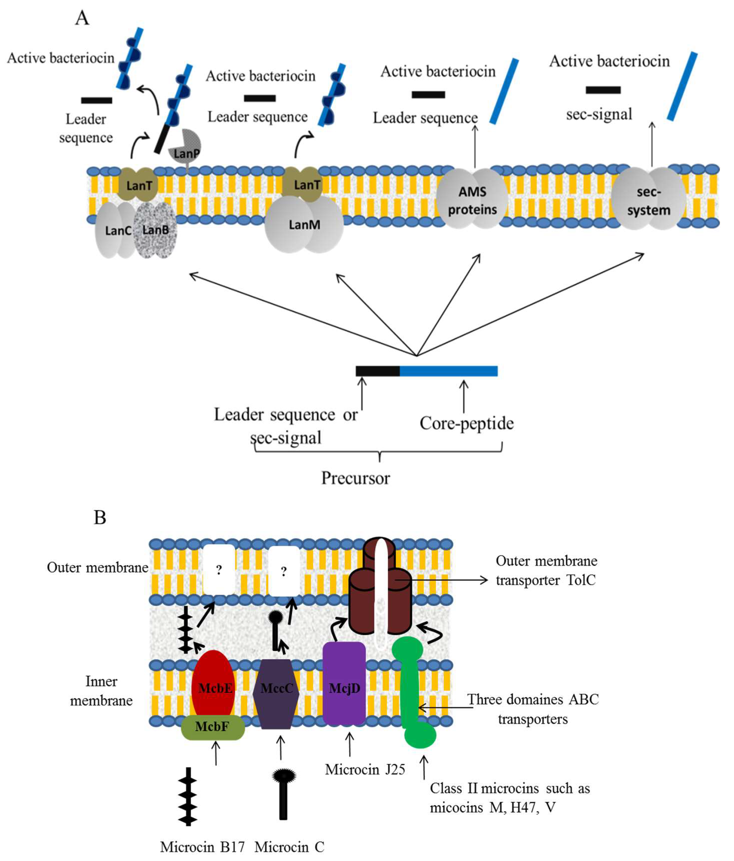 Microorganisms Free Full Text Bacteriocins Antimicrobial Peptides From Bacterial Origin Overview Of Their Biology And Their Impact Against Multidrug Resistant Bacteria Html