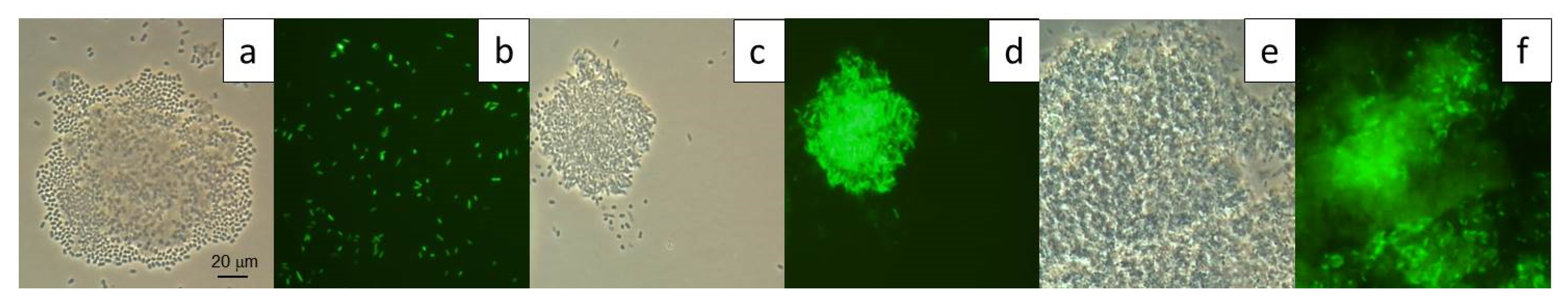 Microorganisms 08 00652 g011
