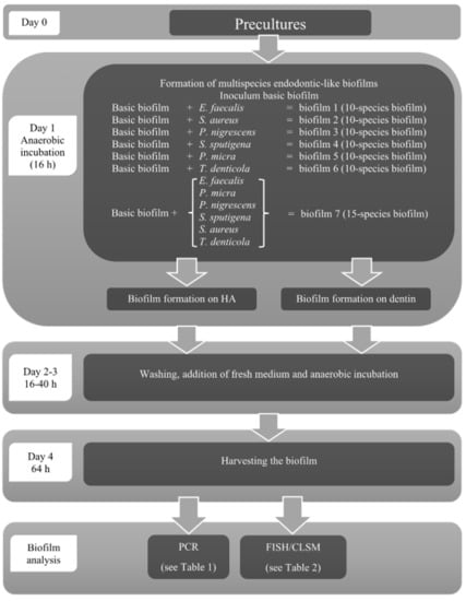 Microorganisms Free Full Text Endodontic Like Oral Biofilms As Models For Multispecies Interactions In Endodontic Diseases Html