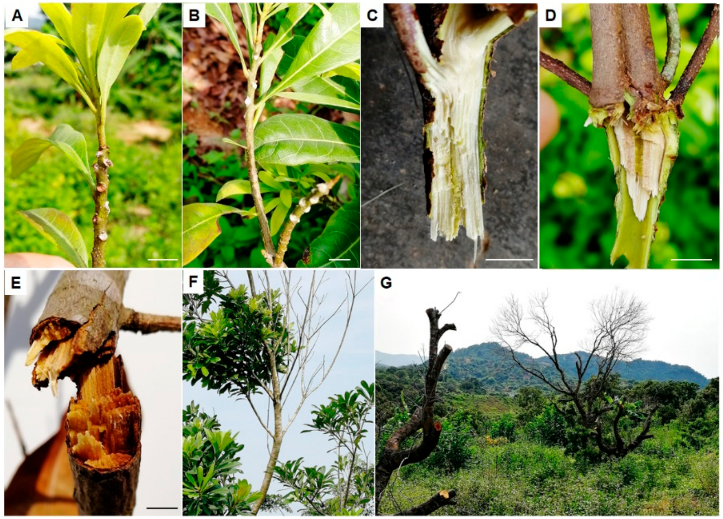 Microorganisms 08 00689 g001
