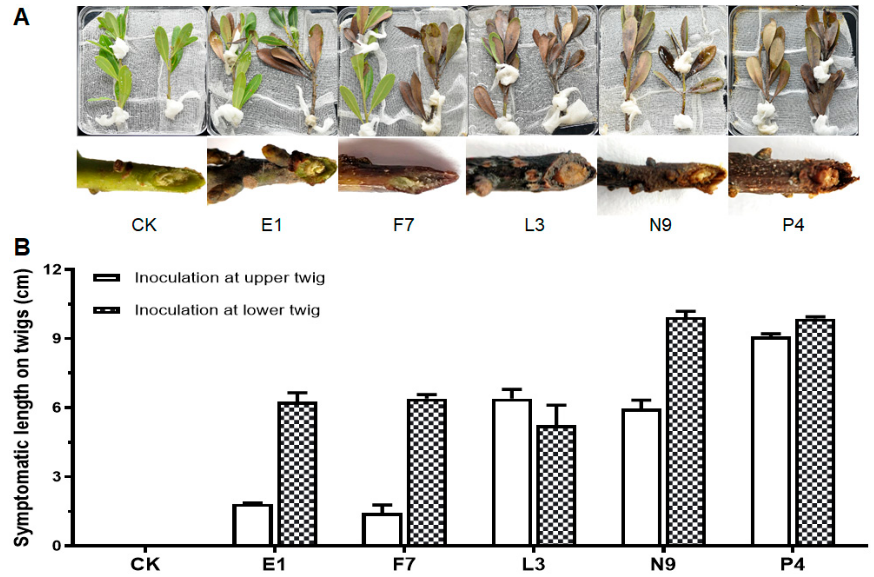 Microorganisms 08 00689 g003