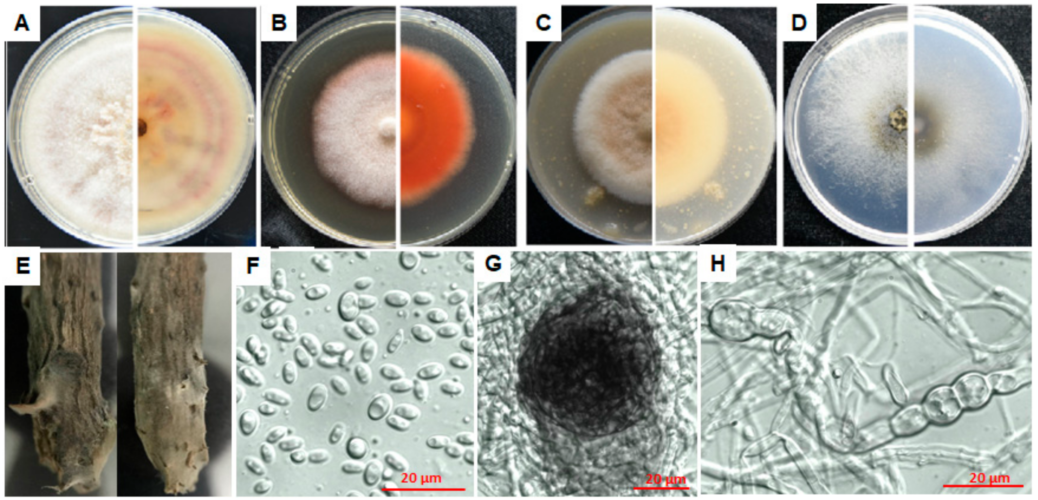 Microorganisms 08 00689 g004