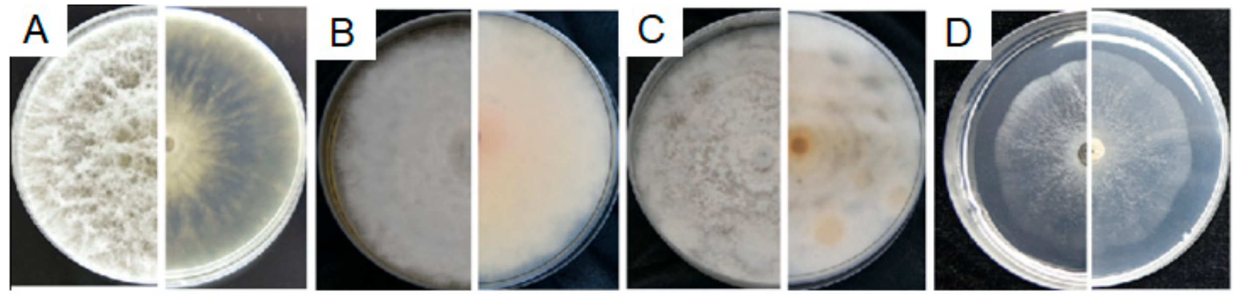 Microorganisms 08 00689 g005