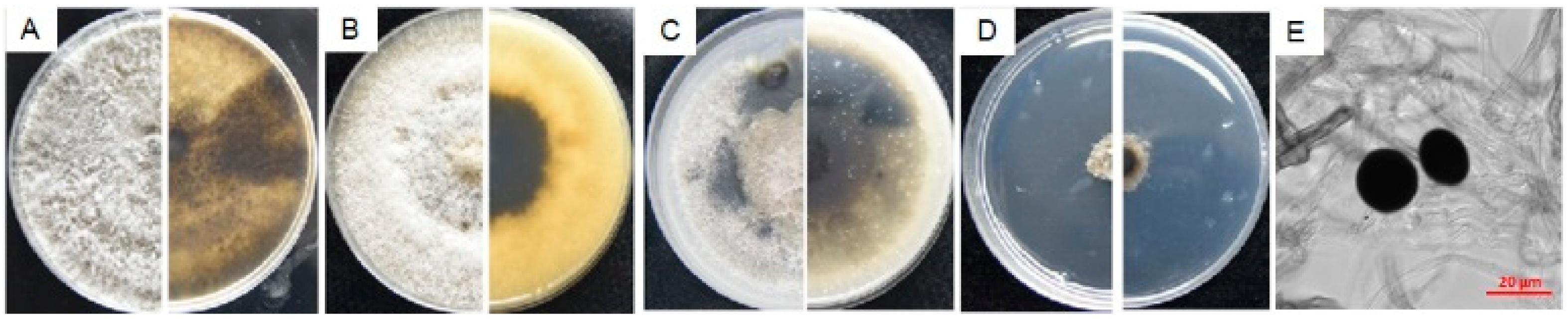 Microorganisms 08 00689 g007