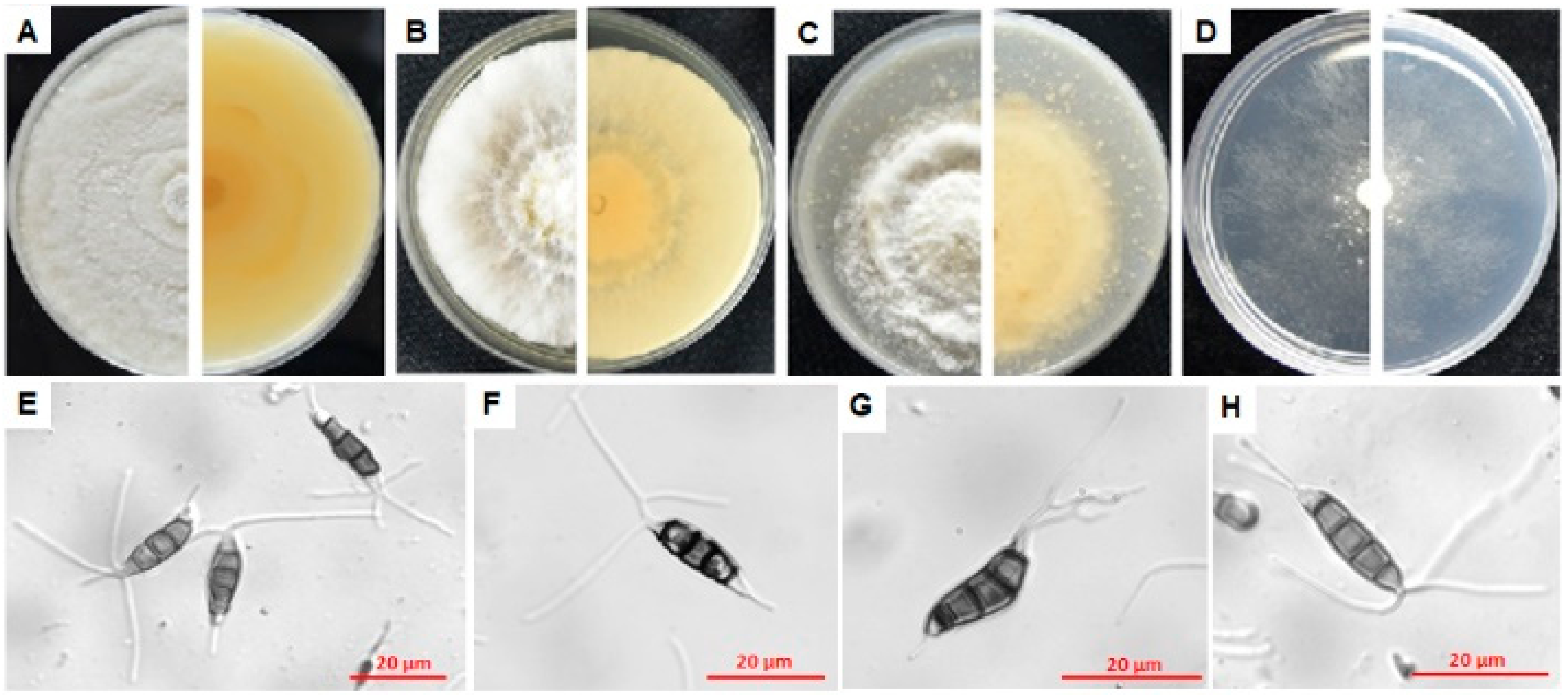 Microorganisms 08 00689 g008