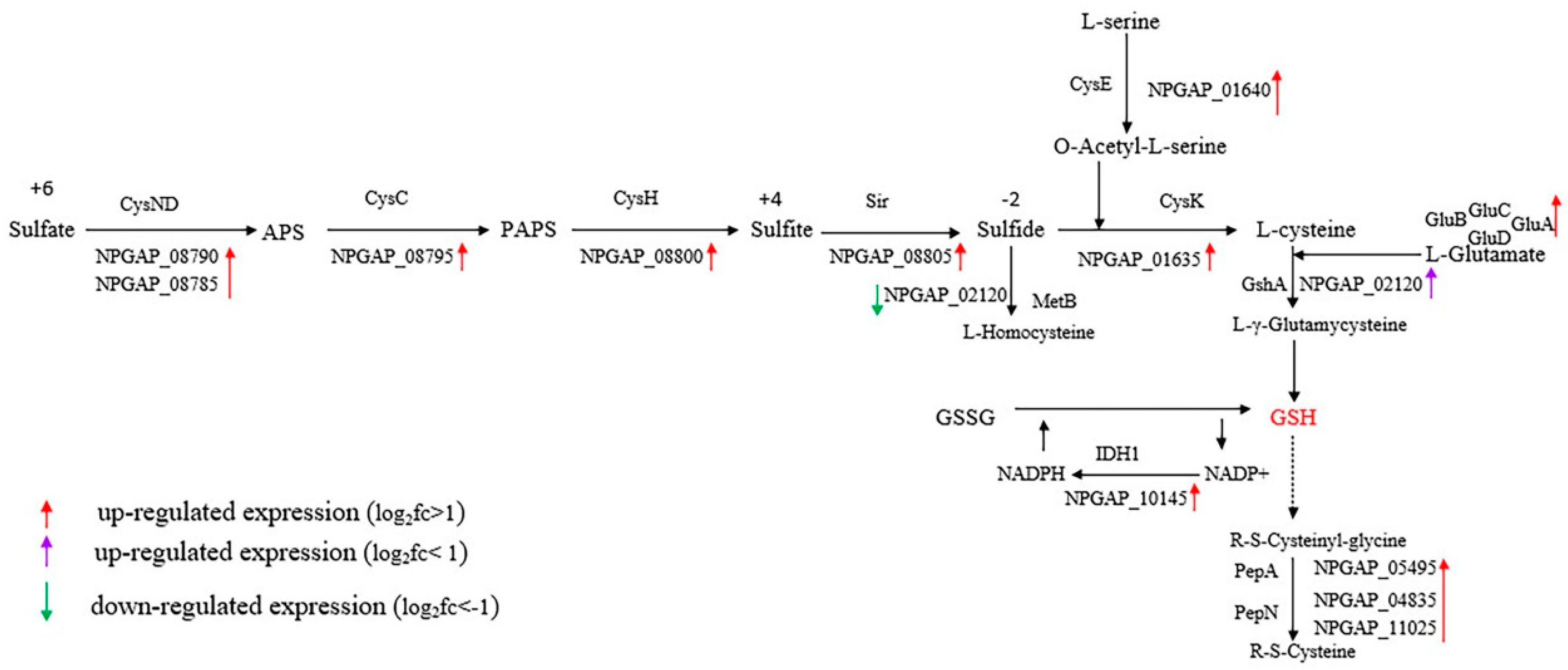 Microorganisms 08 00707 g006