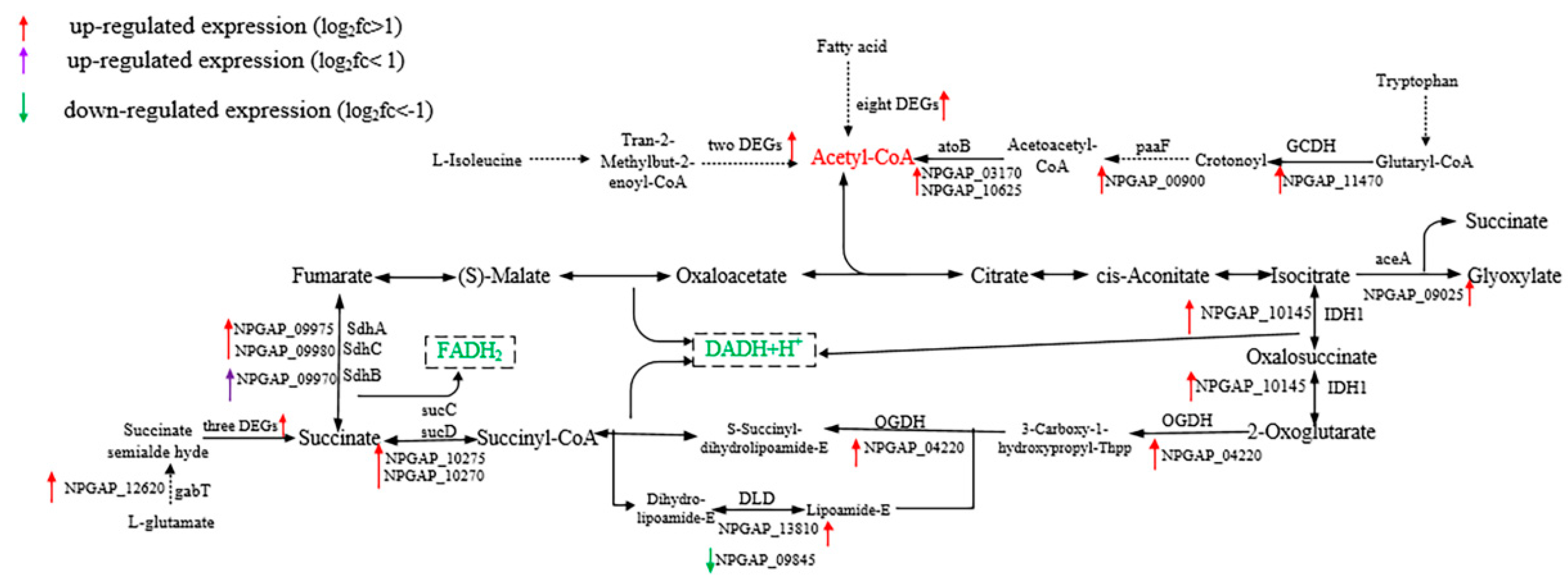 Microorganisms 08 00707 g007
