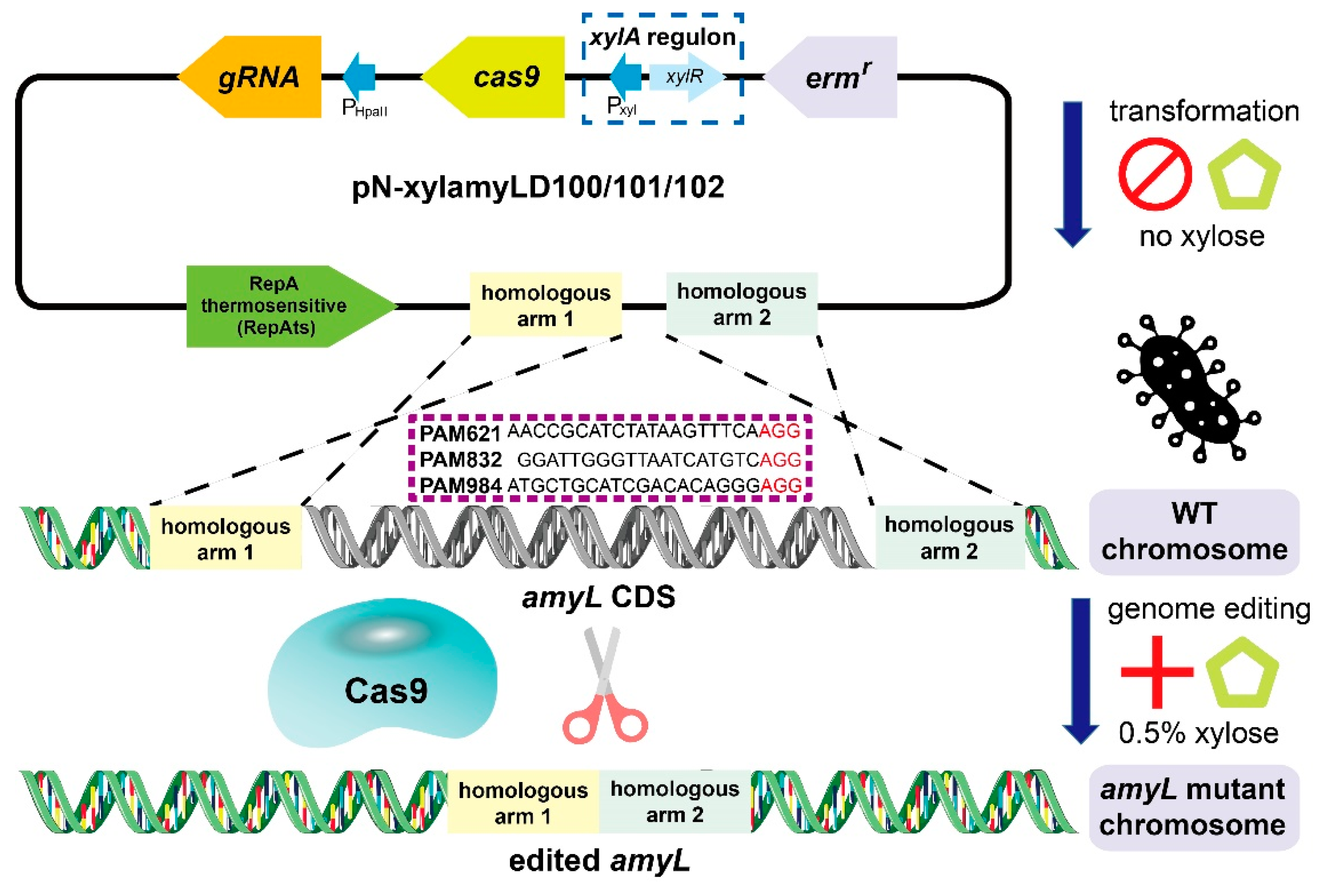 Microorganisms Free Full Text Efficient Genome Editing In Bacillus Licheniformis Mediated By A Conditional Crispr Cas9 System Html