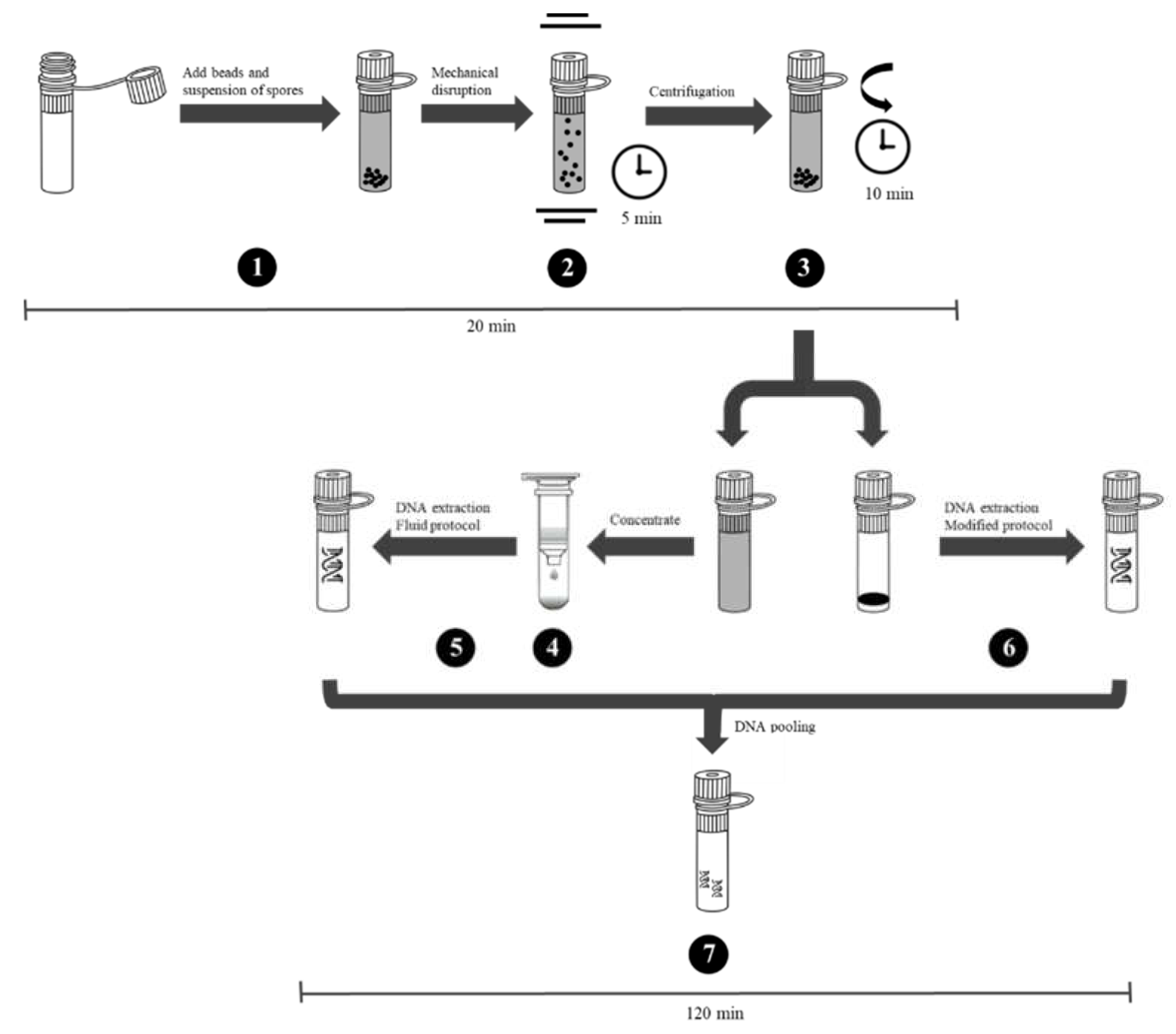 Microorganisms | Free Full-Text | Evaluation of a Highly Efficient DNA  Extraction Method for Bacillus anthracis Endospores