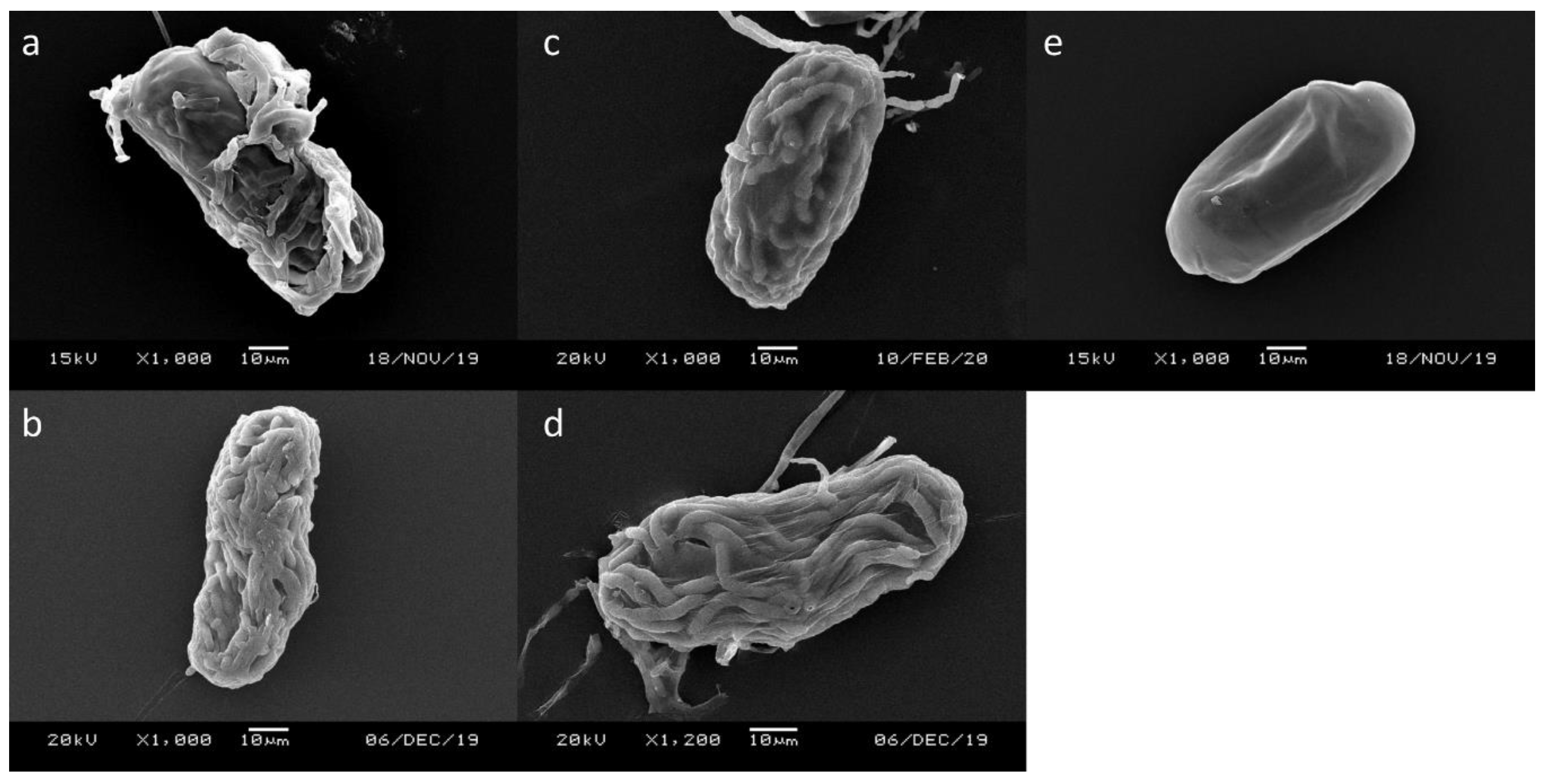 Microorganisms 08 00828 g002 Microorganisms 08 00828 g002