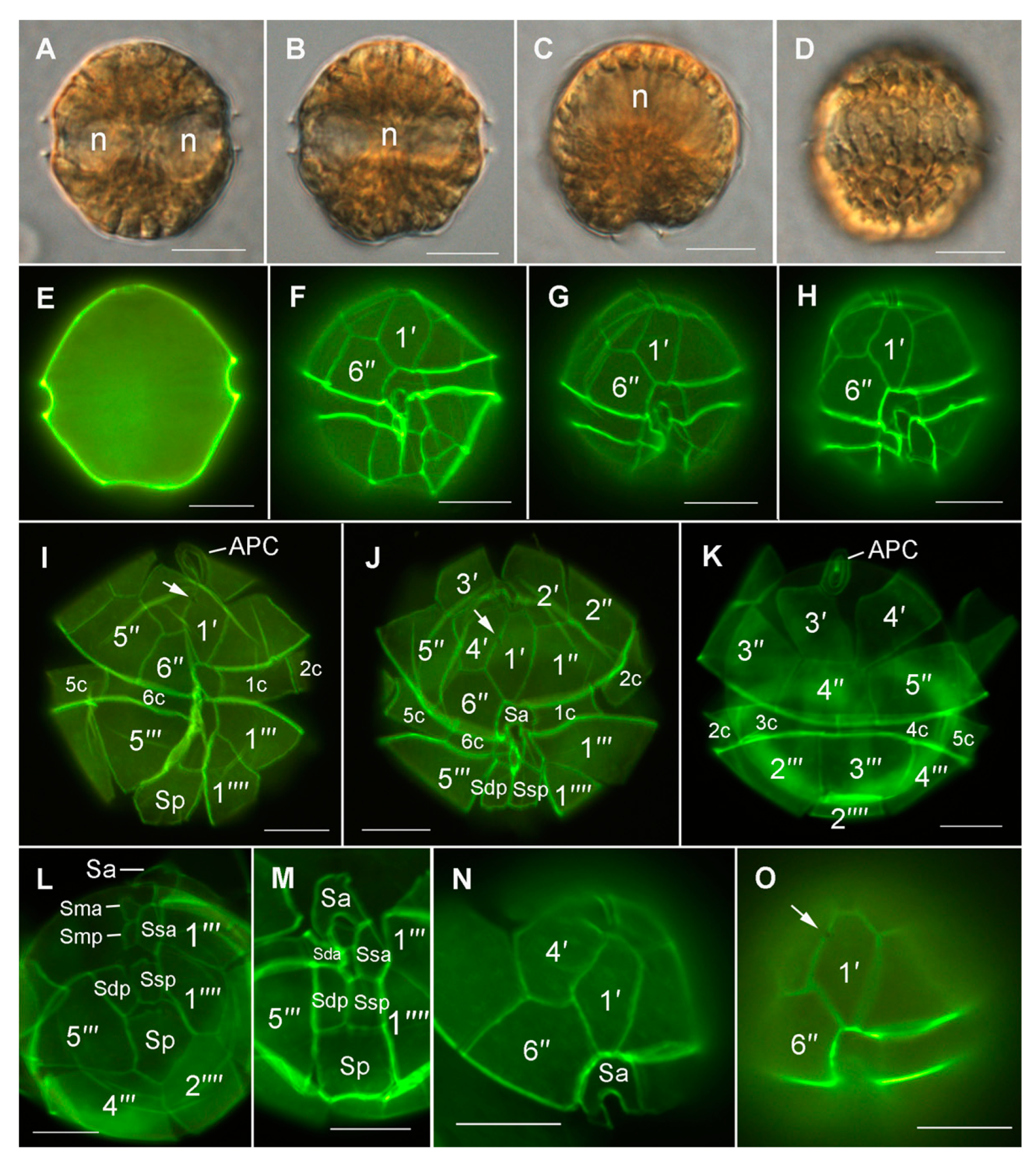 Microorganisms 08 00905 g005 Microorganisms 08 00905 g005