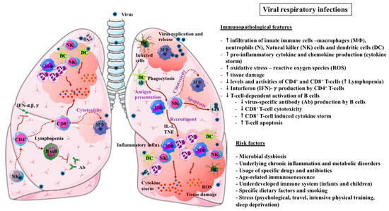 Microorganisms | Free Full-Text | Microbiota Modulating Nutritional  Approaches to Countering the Effects of Viral Respiratory Infections  Including SARS-CoV-2 through Promoting Metabolic and Immune Fitness with  Probiotics and Plant Bioactives