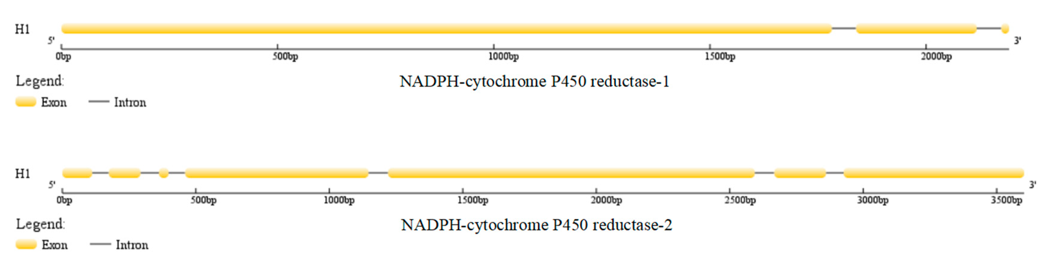 Microorganisms 08 00968 g003
