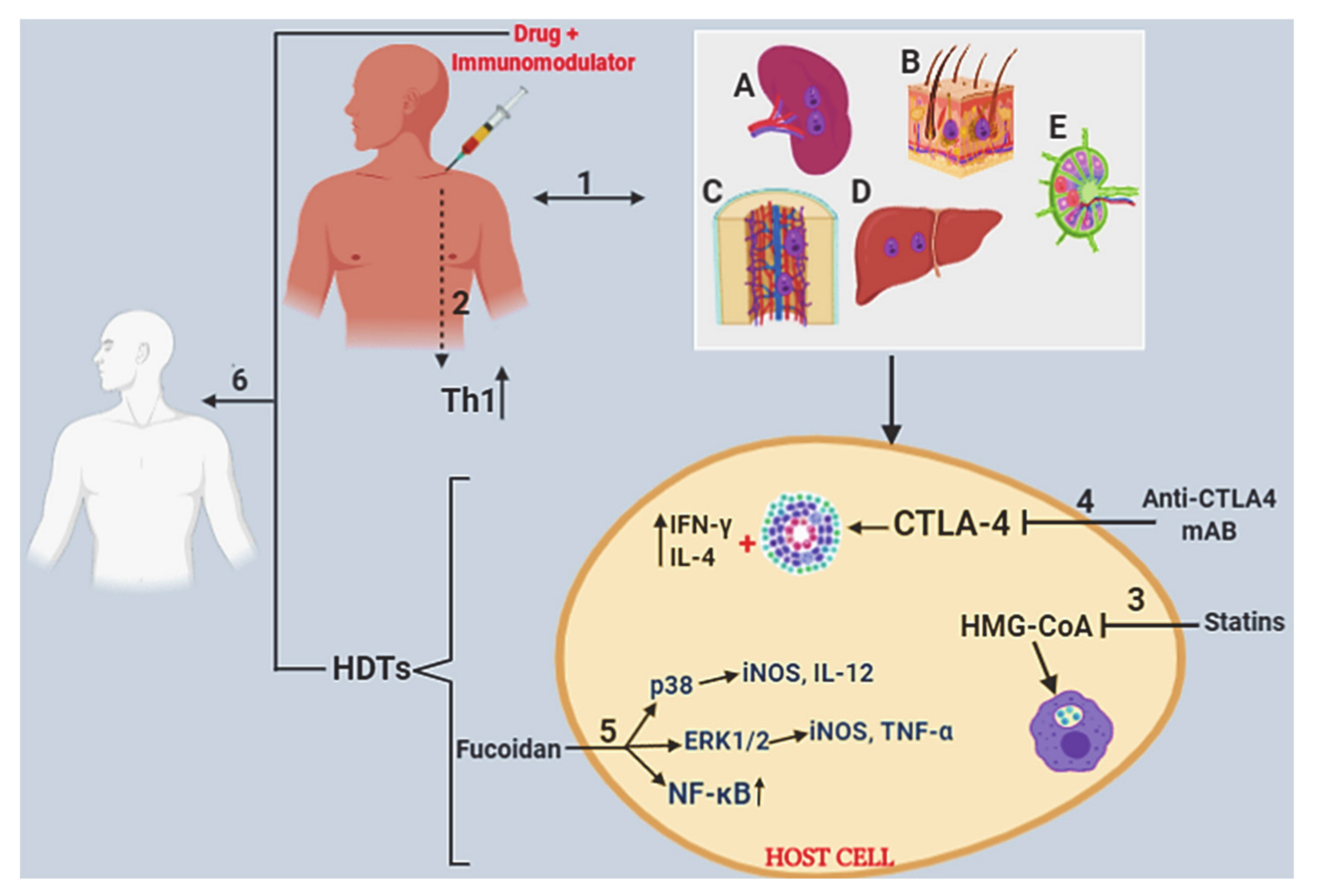 Microorganisms 08 01069 g002