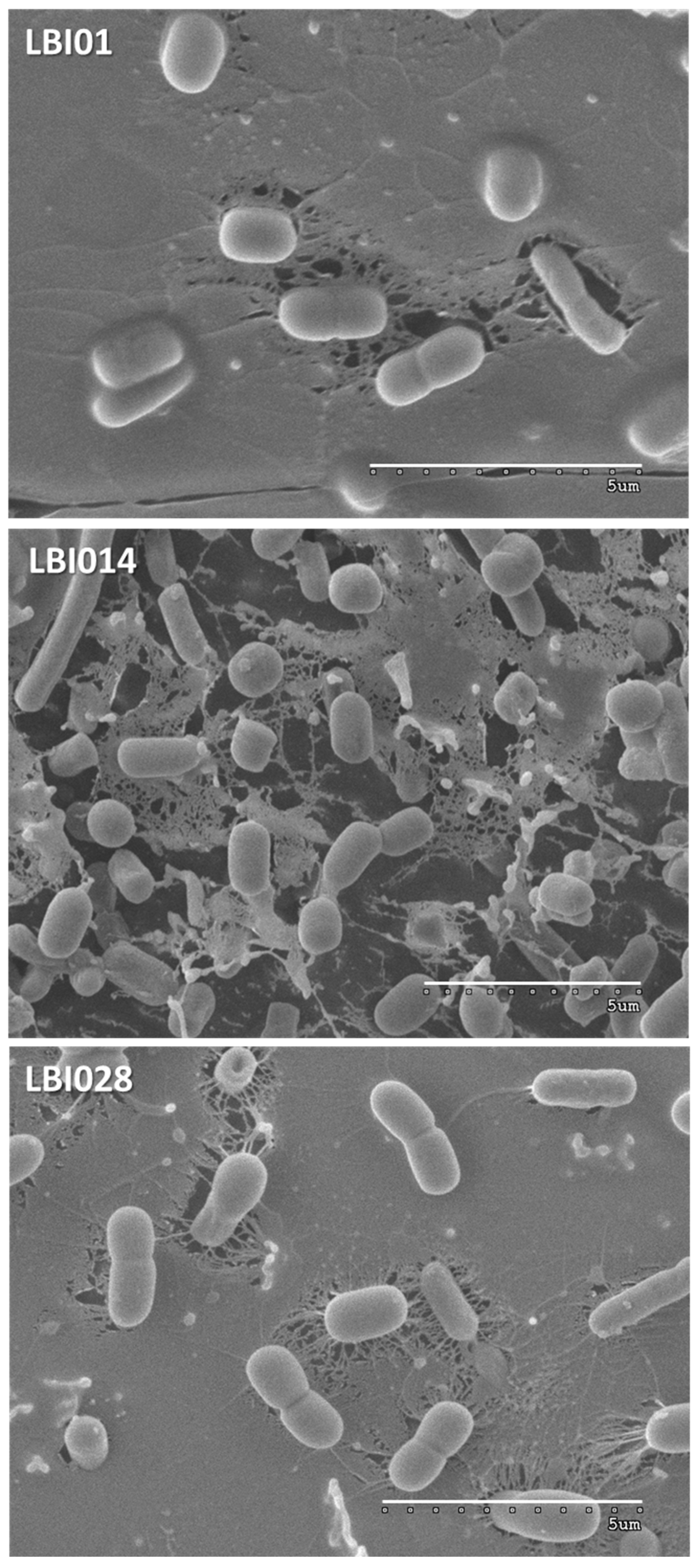 lactobacillus in yogurt light microscope