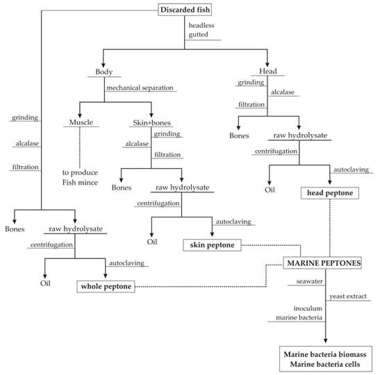 Microorganisms | Free Full-Text | Production of Marine Probiotic ...