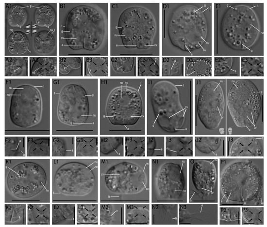 Microorganisms | Free Full-Text | What Drives the Diversity of the Most ...