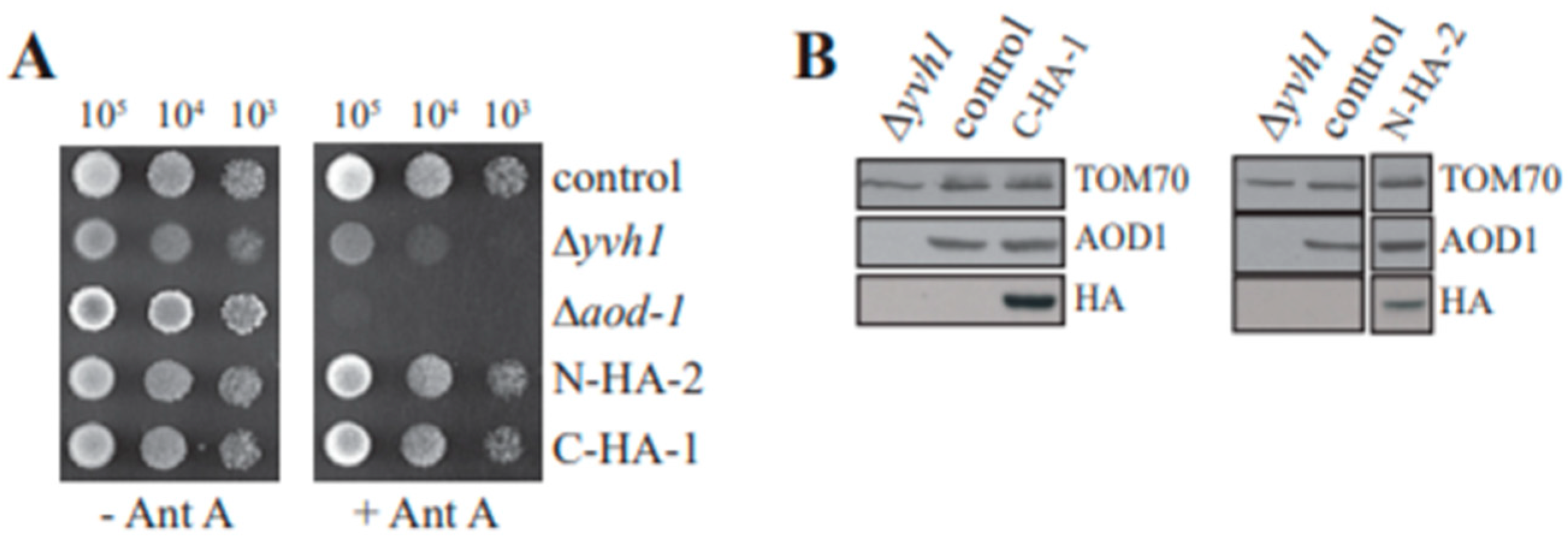 Microorganisms 08 01186 g004