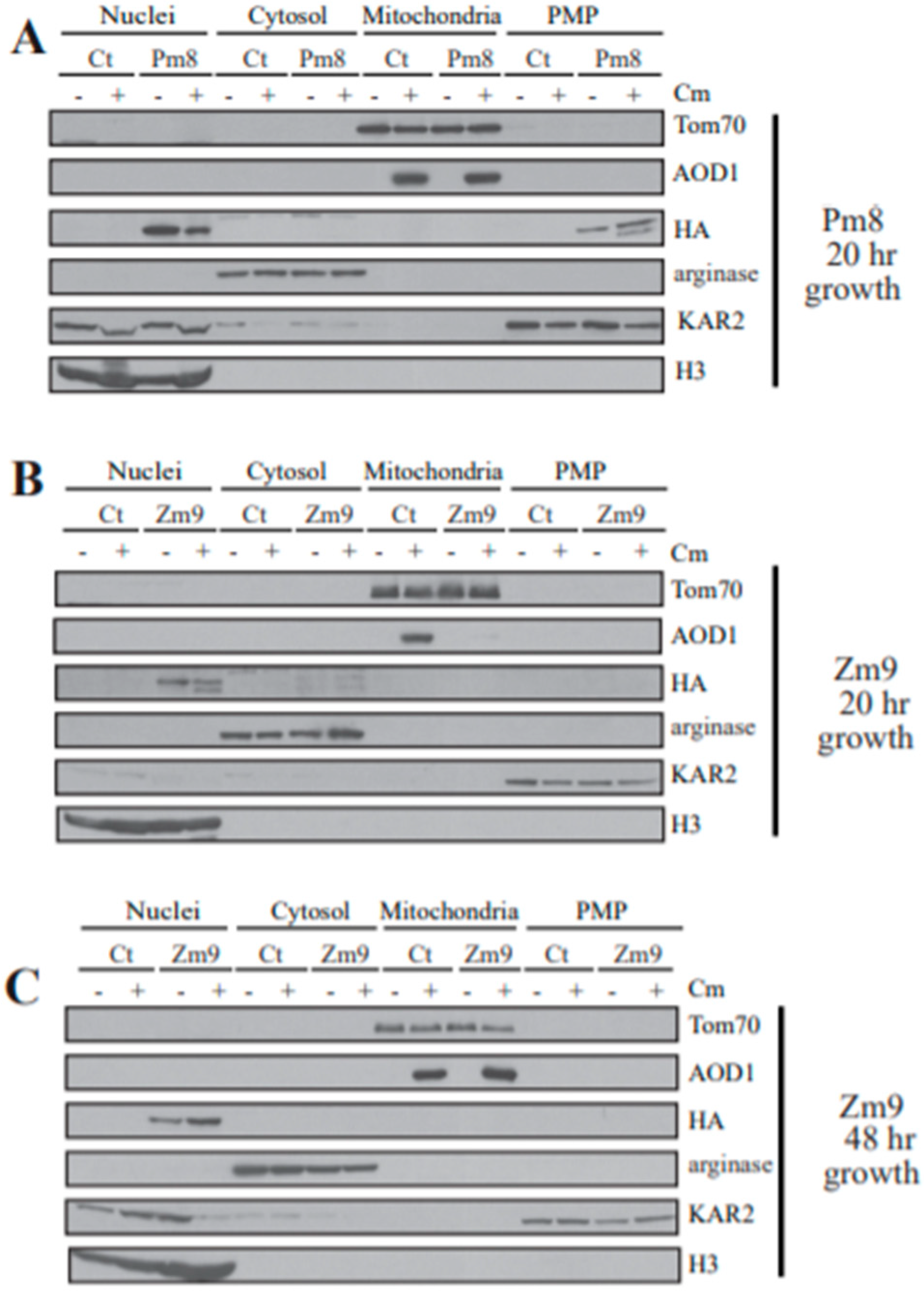 Microorganisms 08 01186 g007