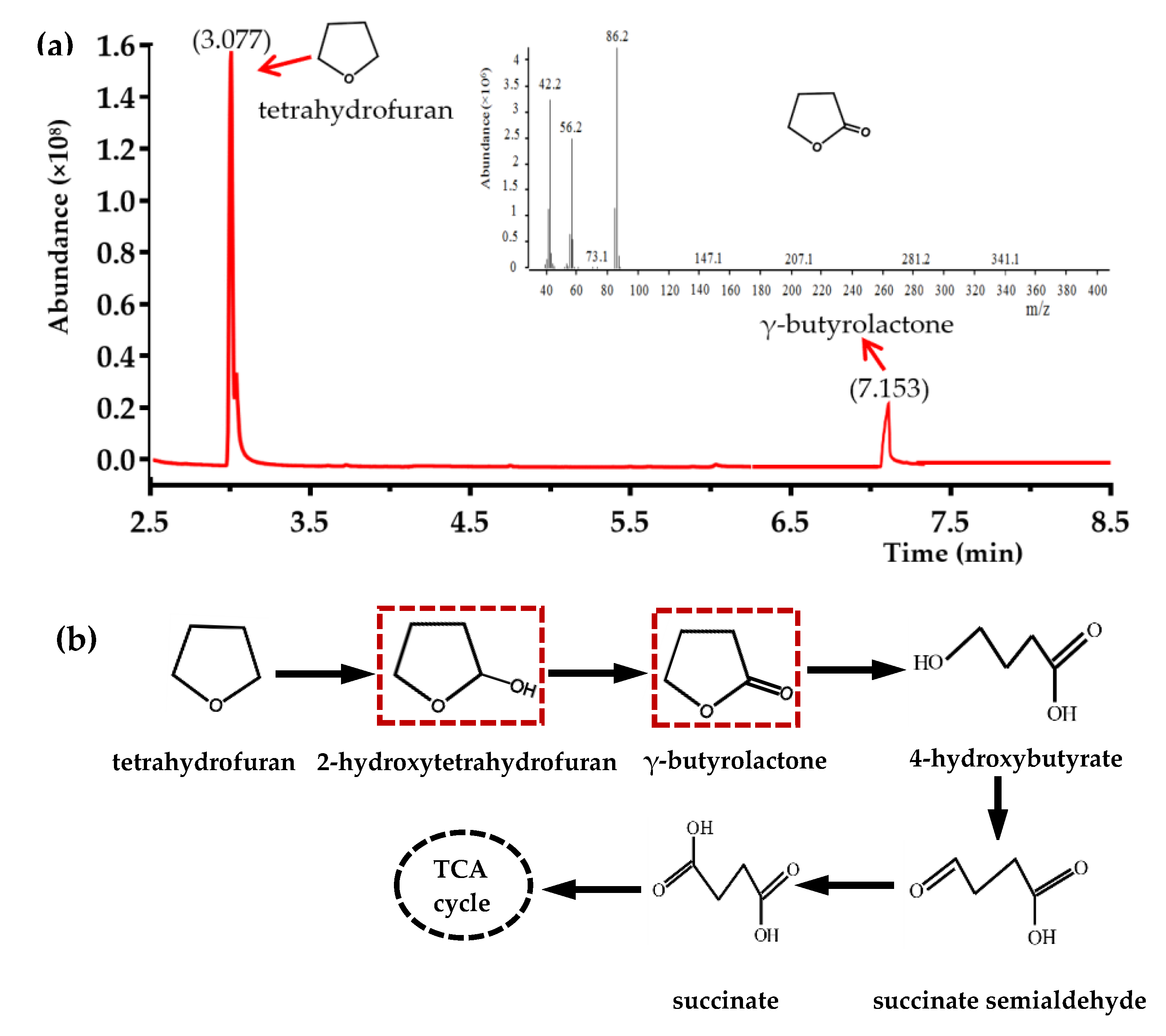 Microorganisms 08 01190 g006