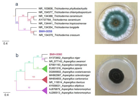 Microorganisms Free Full Text Soil Type Affects Organic Acid Production And Phosphorus Solubilization Efficiency Mediated By Several Native Fungal Strains From Mexico Html