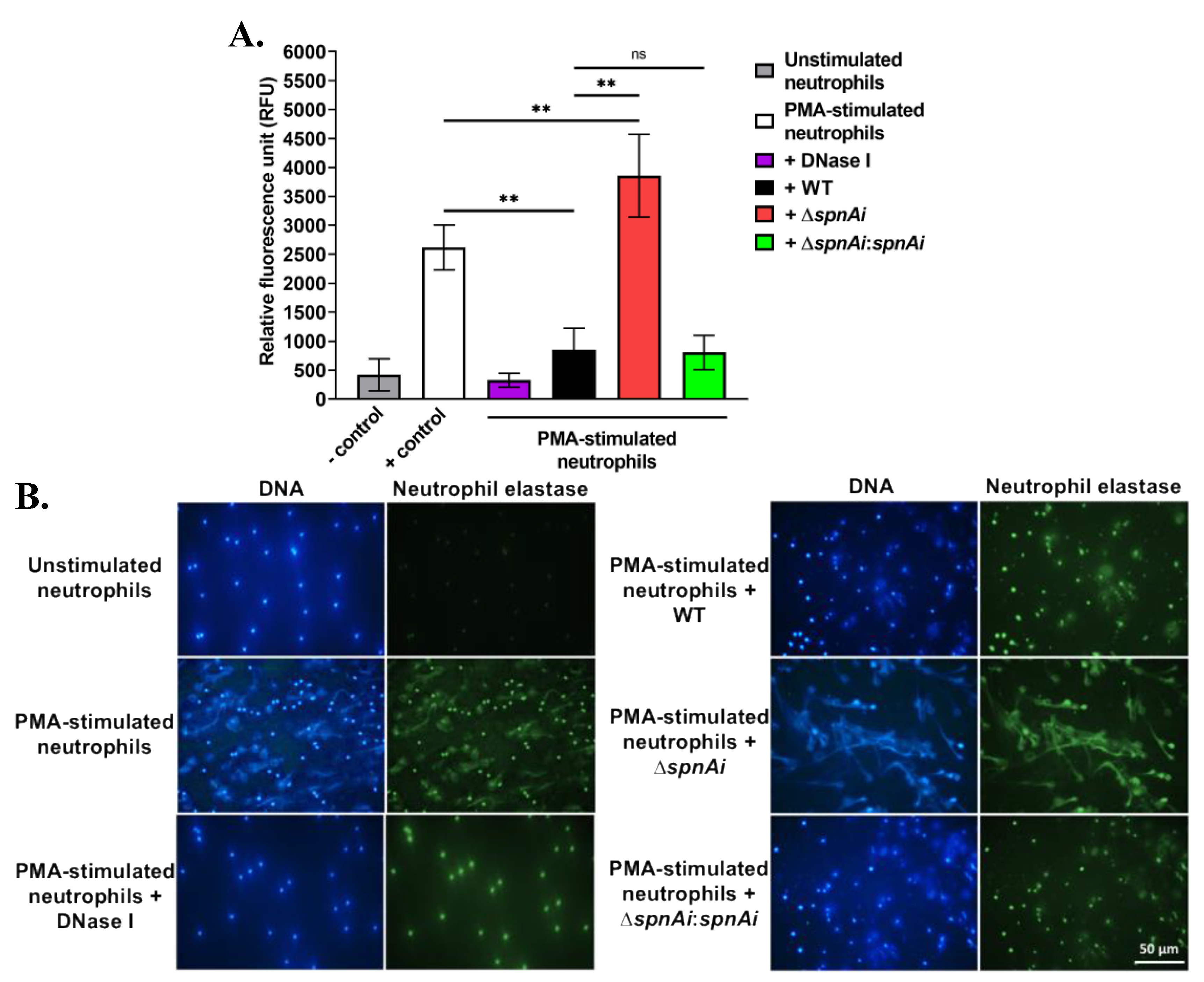 Microorganisms 08 01361 g002