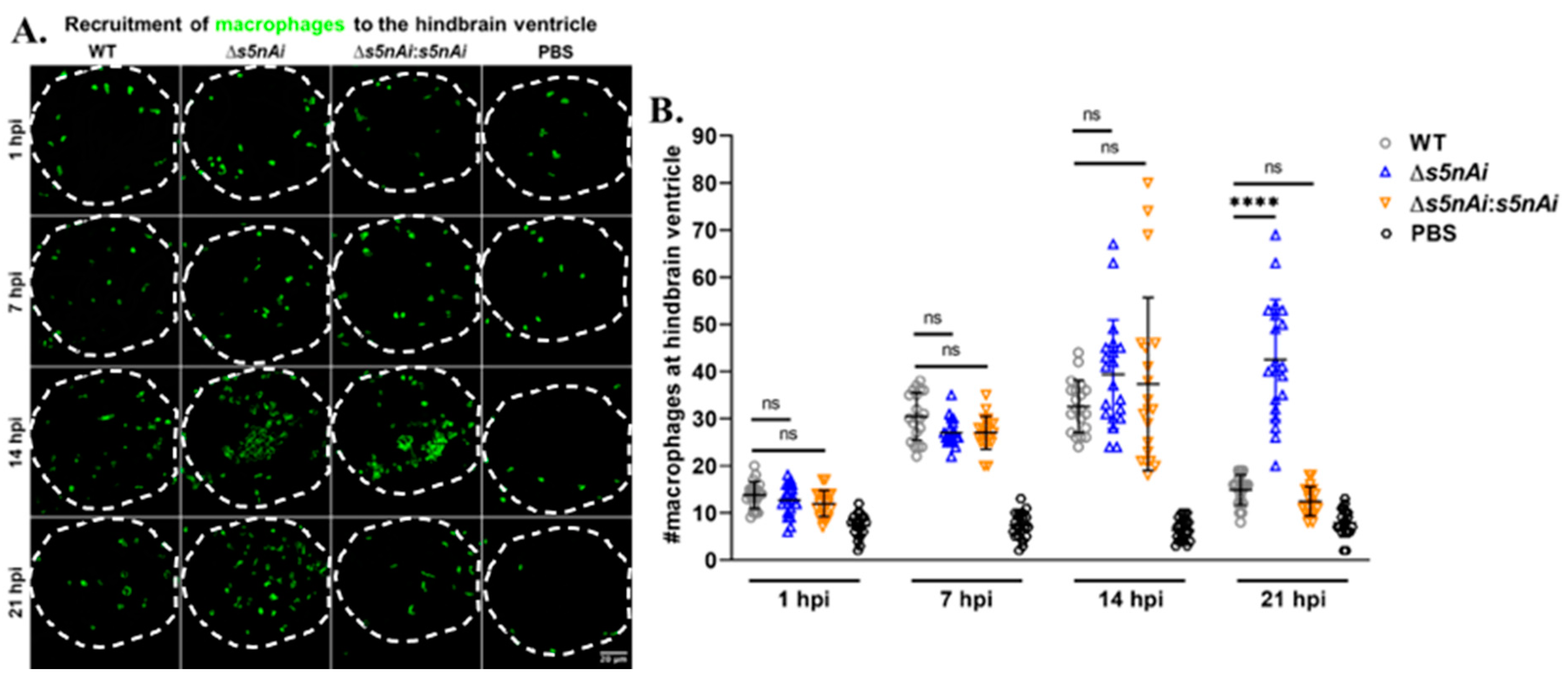 Microorganisms 08 01361 g008