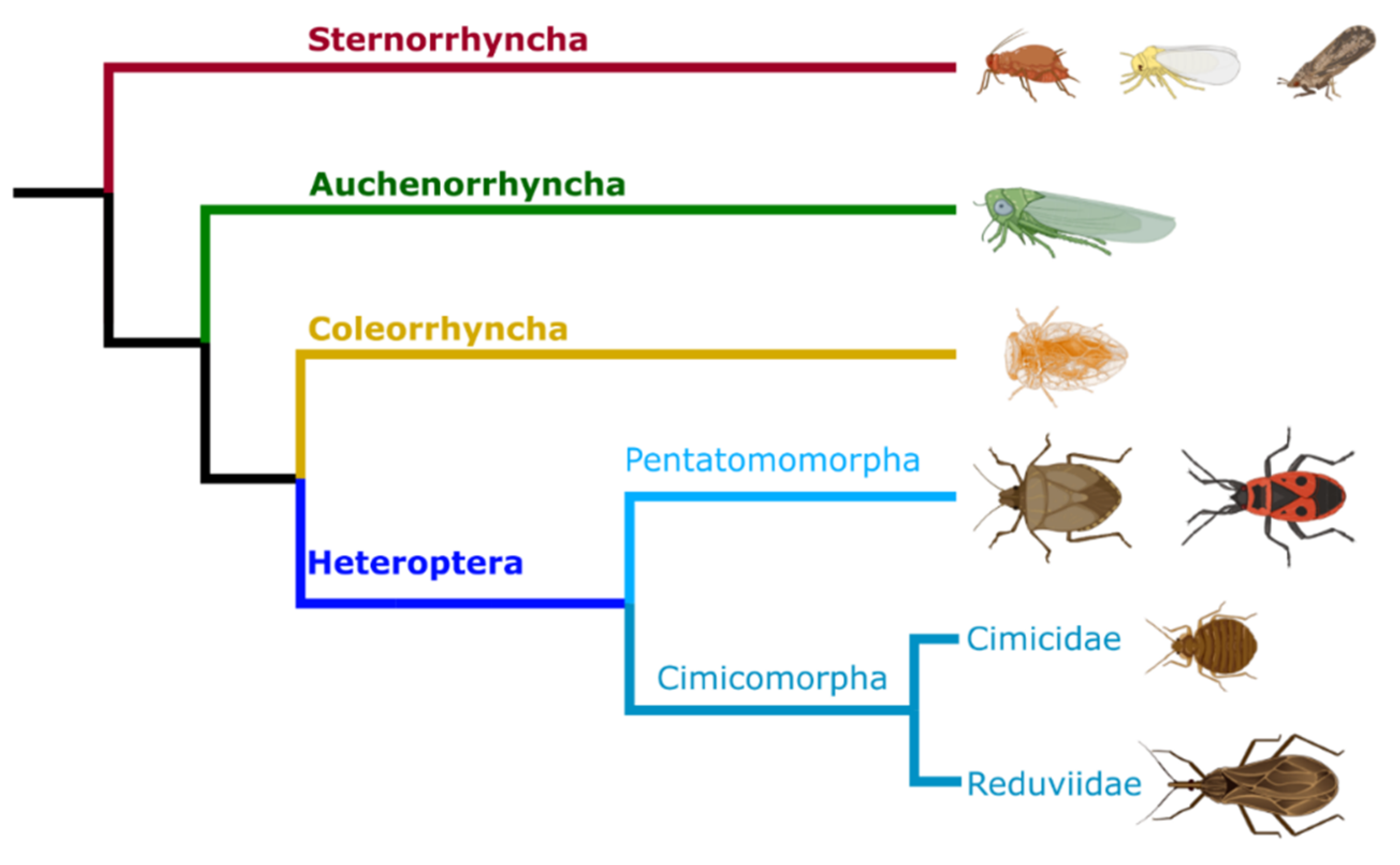 Symbioses shape feeding niches and diversification across insects