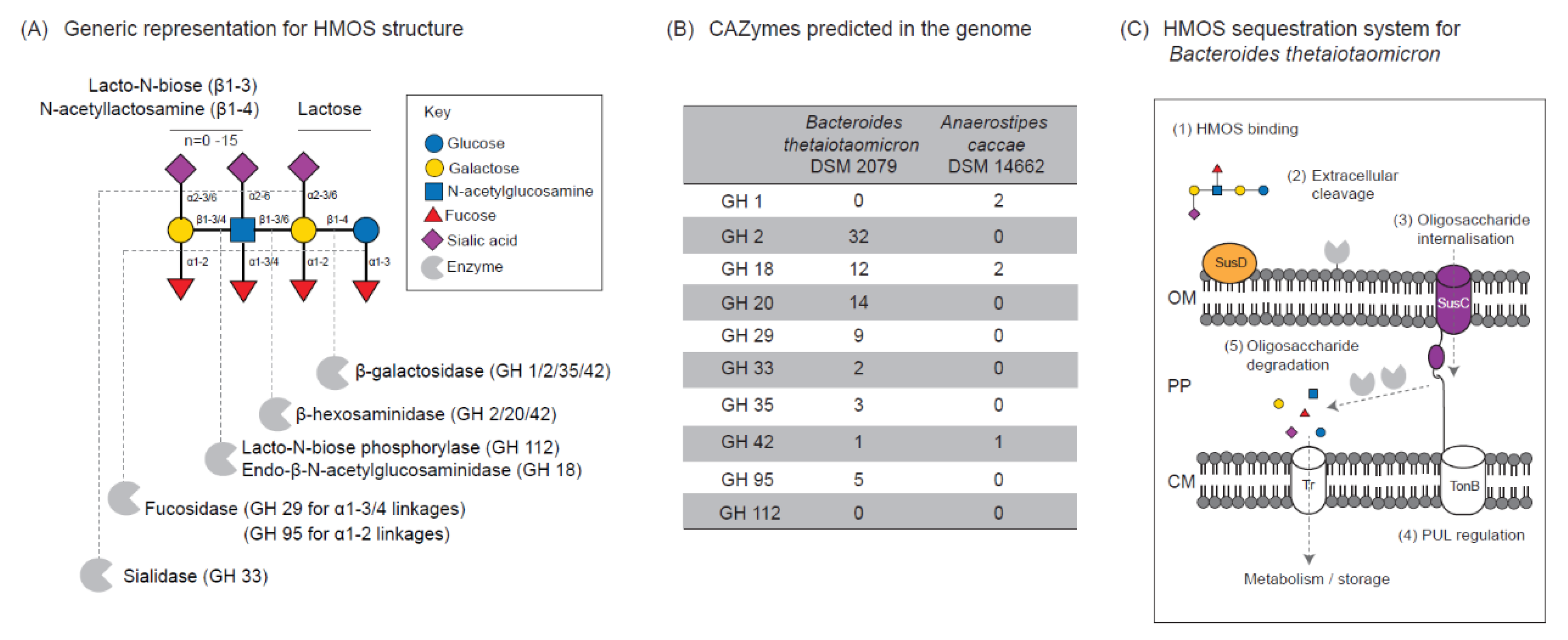 Microorganisms | Free Full-Text | Bacteroides thetaiotaomicron