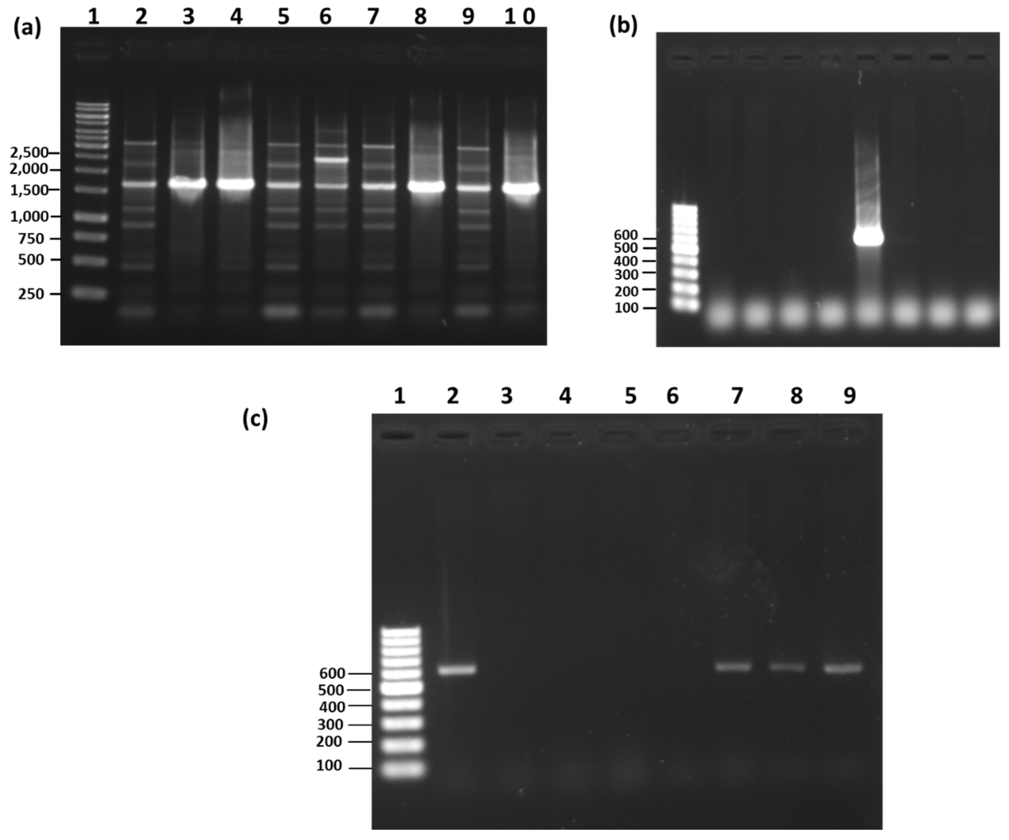 Microorganisms Free Full Text Study On The Identification Methods For Effective Microorganisms In Commercially Available Organic Agriculture Materials Html