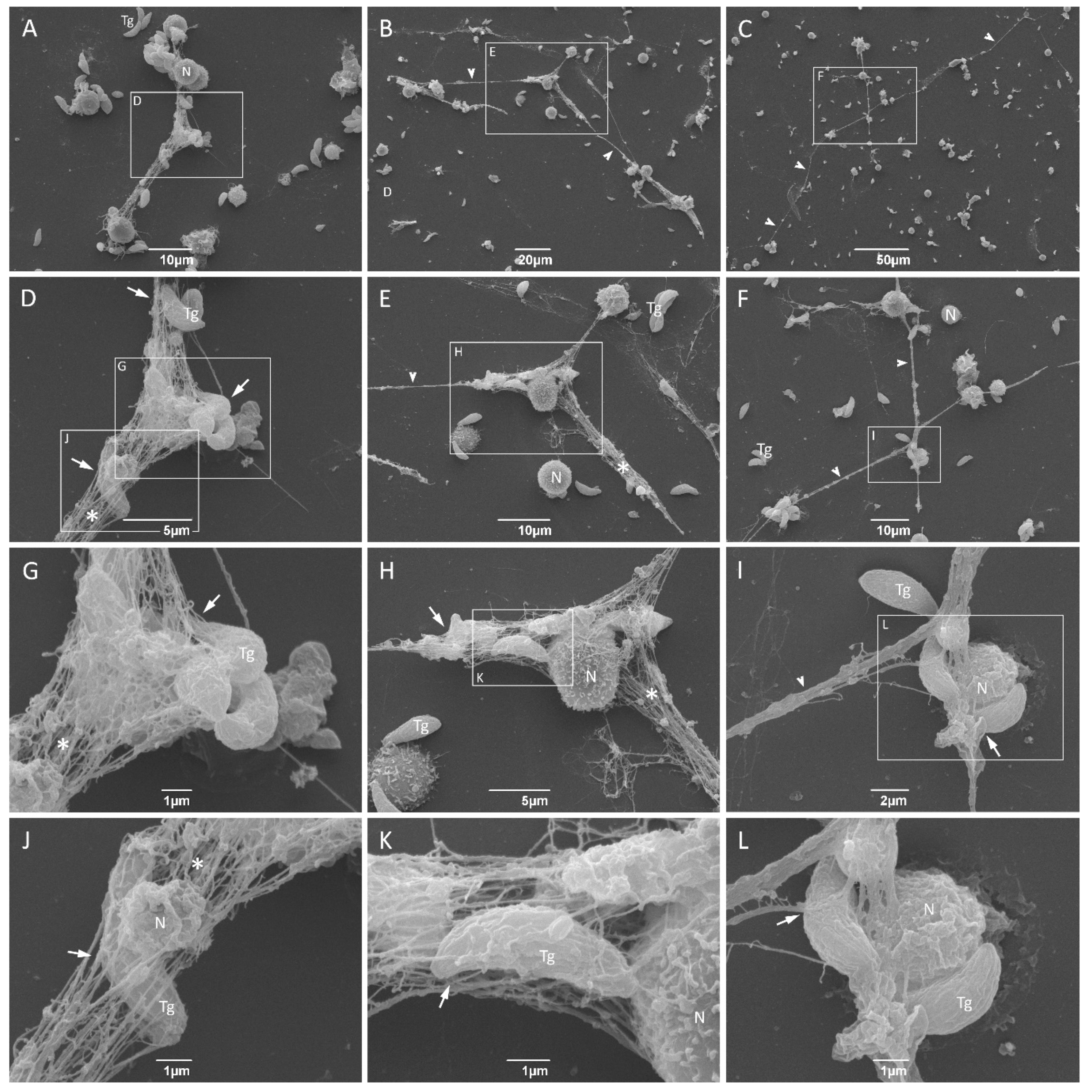 Microorganisms 08 01628 g003 Microorganisms 08 01628 g003