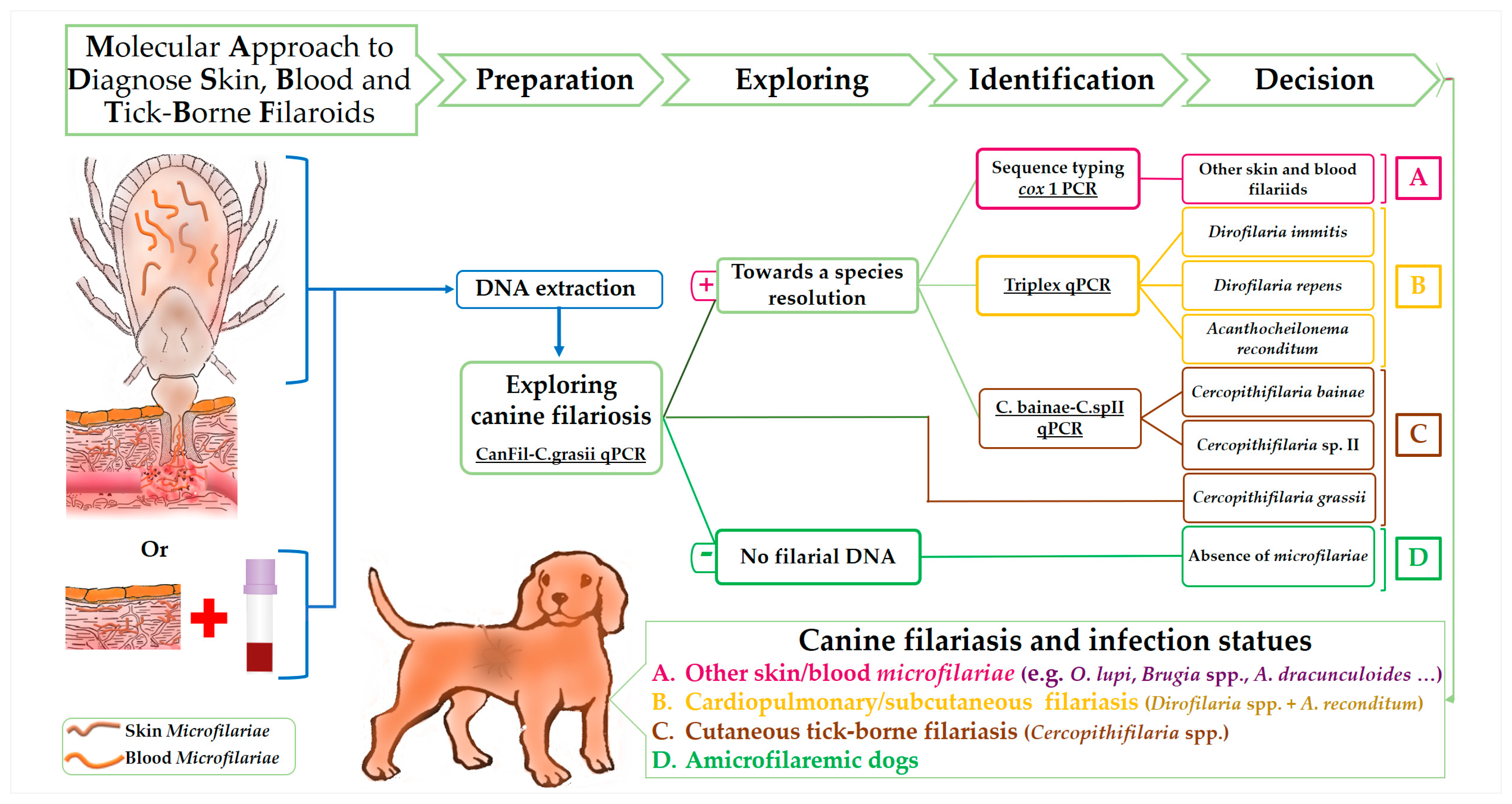 Microorganisms | Free Full-Text | Molecular Approach for the Diagnosis of  Blood and Skin Canine Filarioids