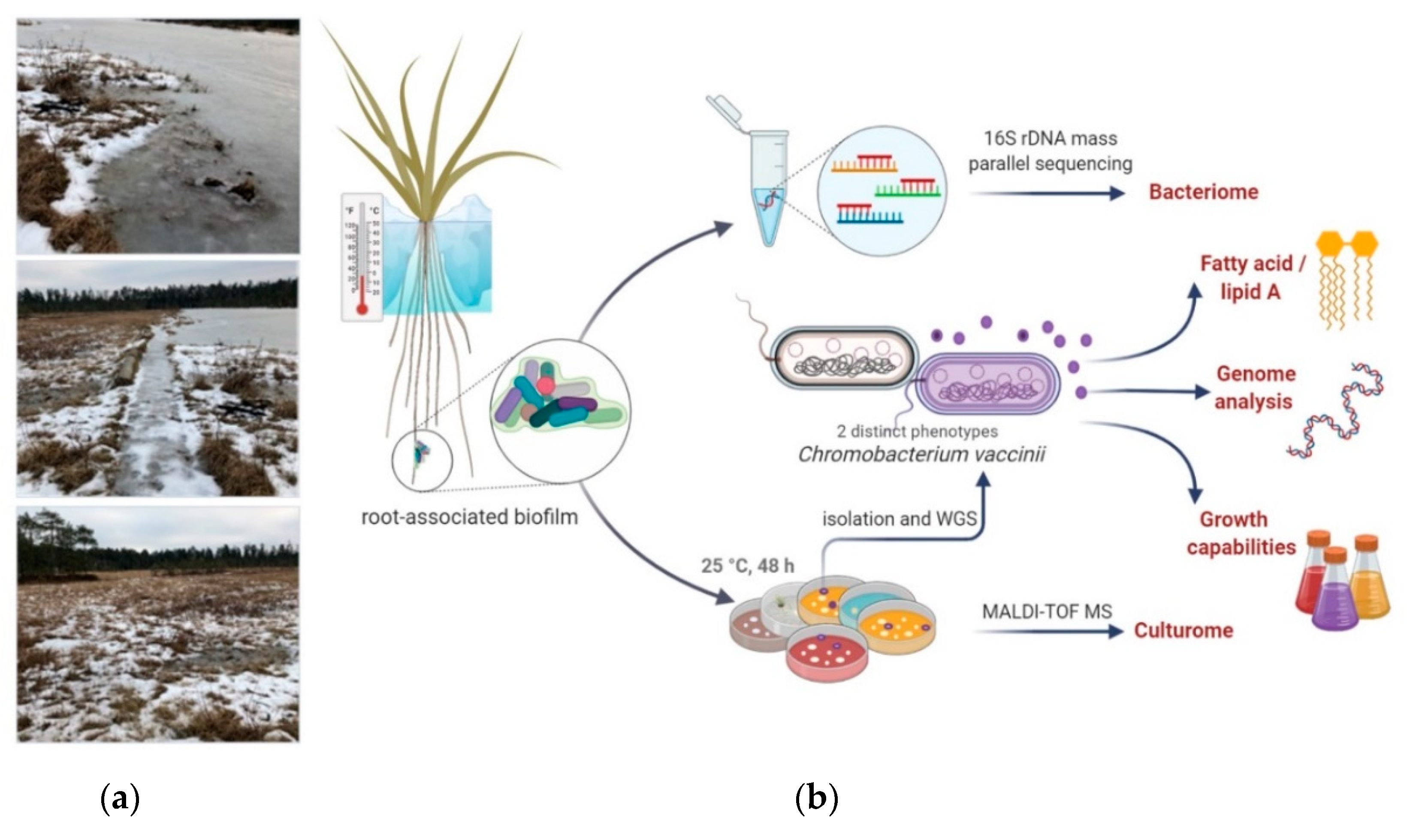 Microorganisms 08 01696 g001