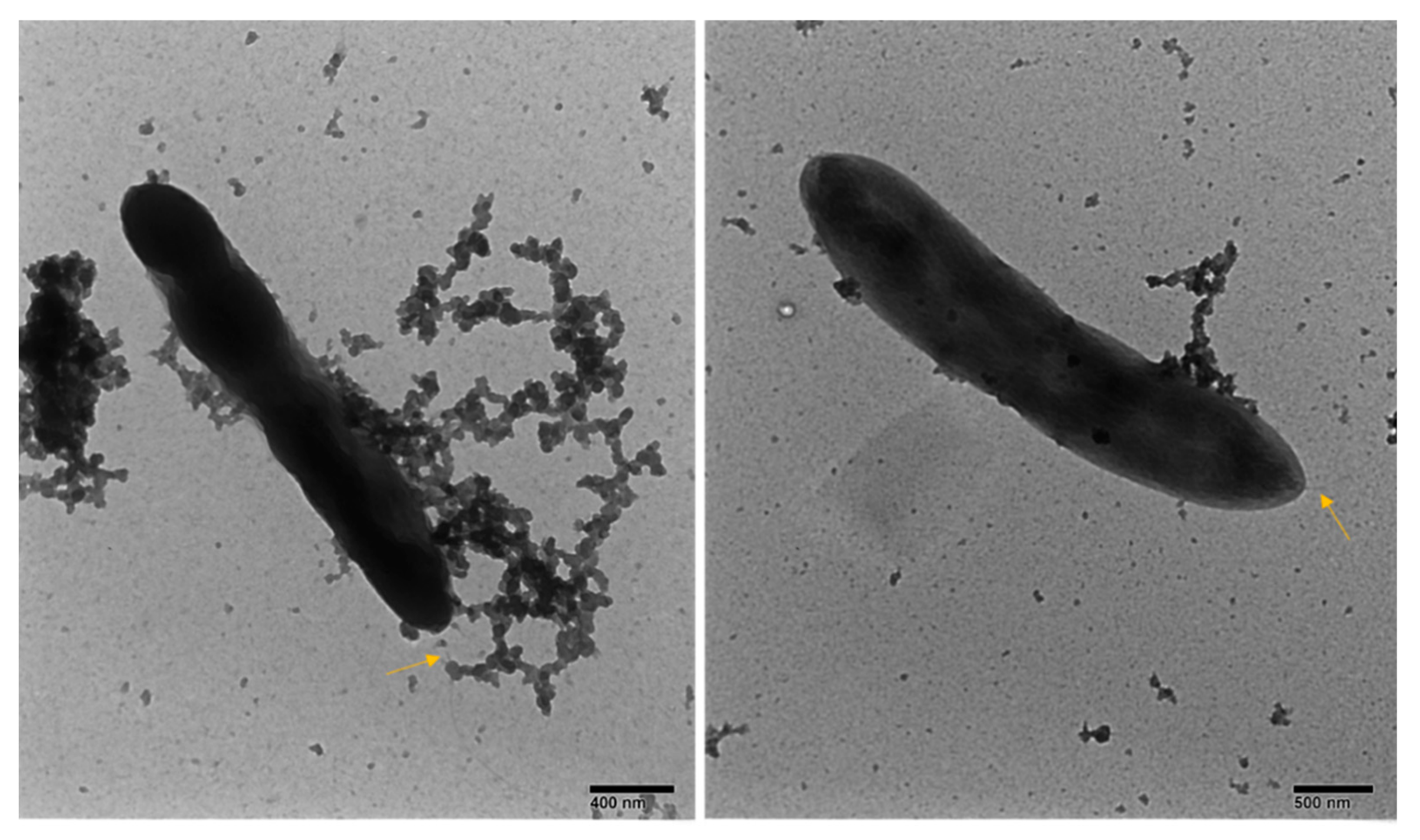 Microorganisms 08 01696 g002