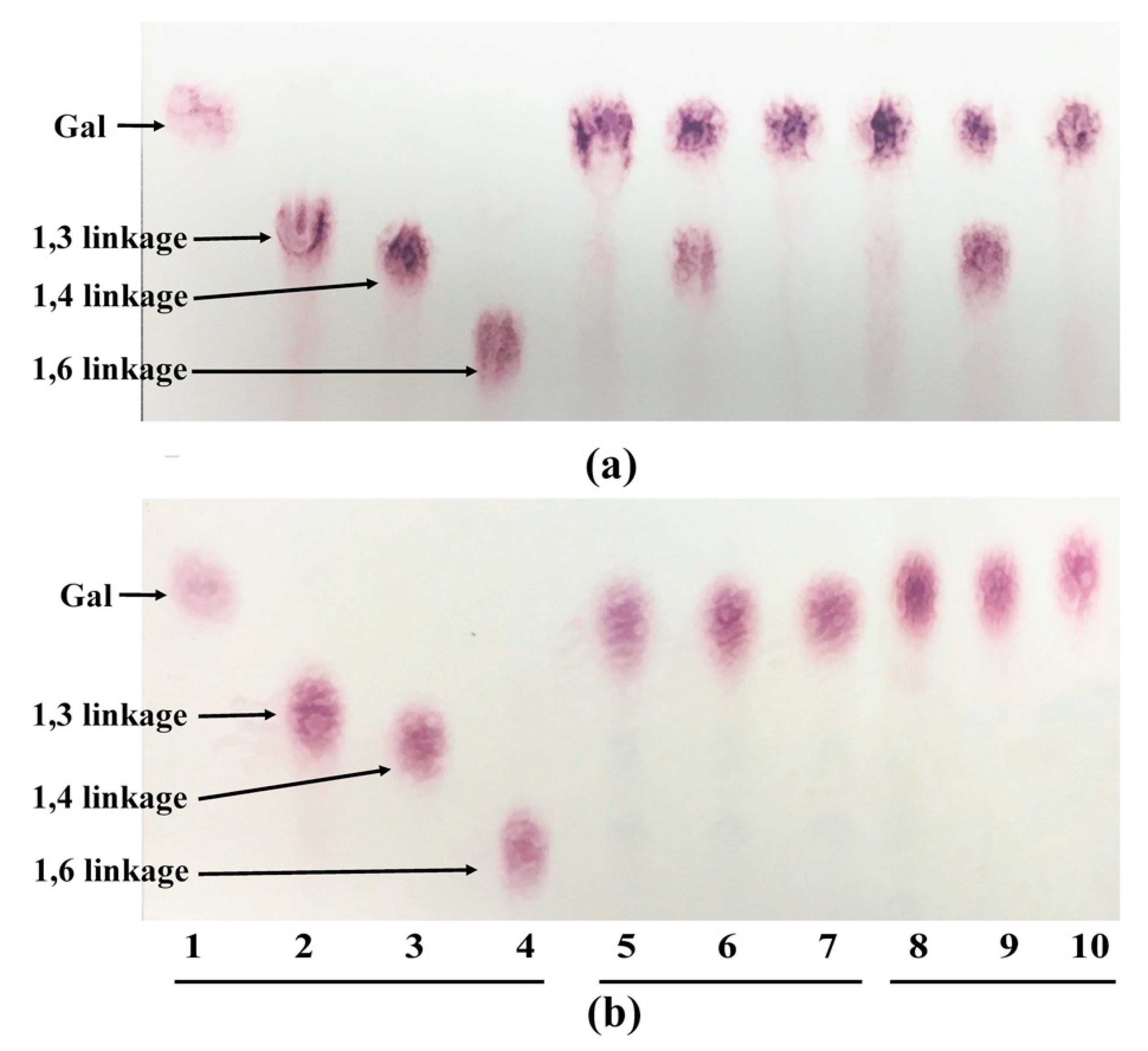 Microorganisms | Free Full-Text | Arabinogalactan Utilization by