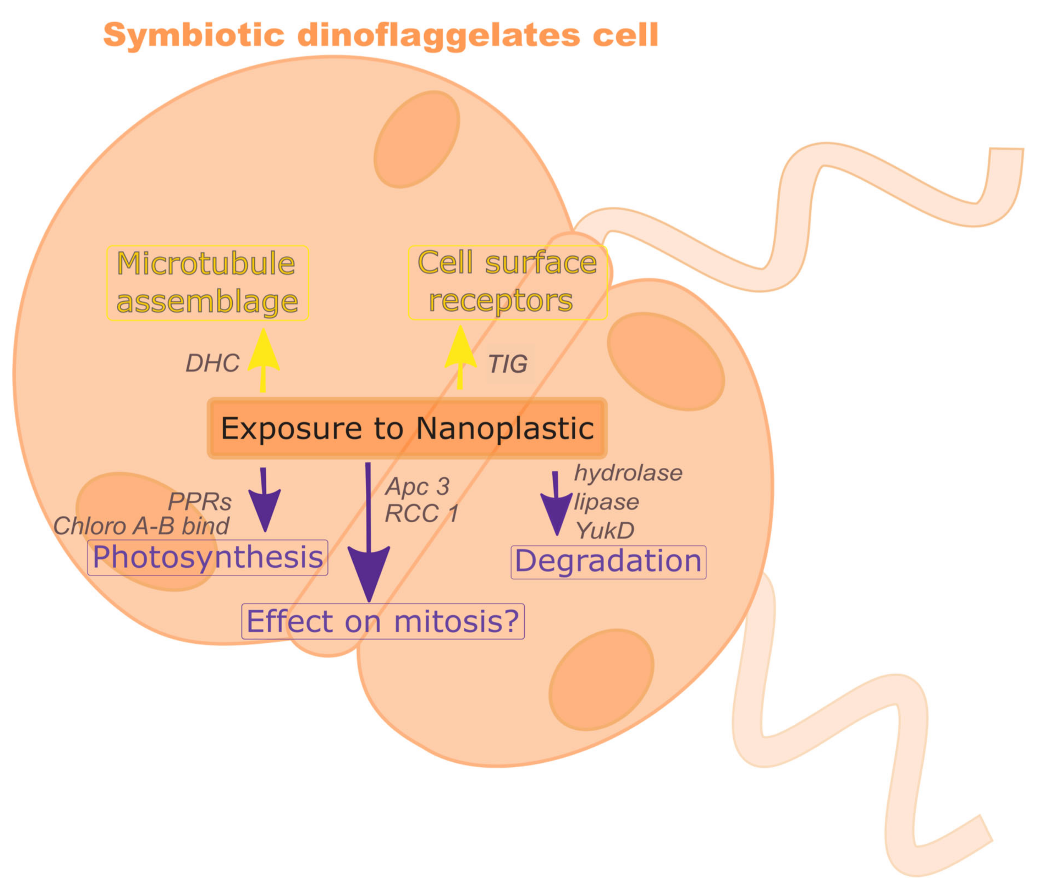 dinoflagellates cell