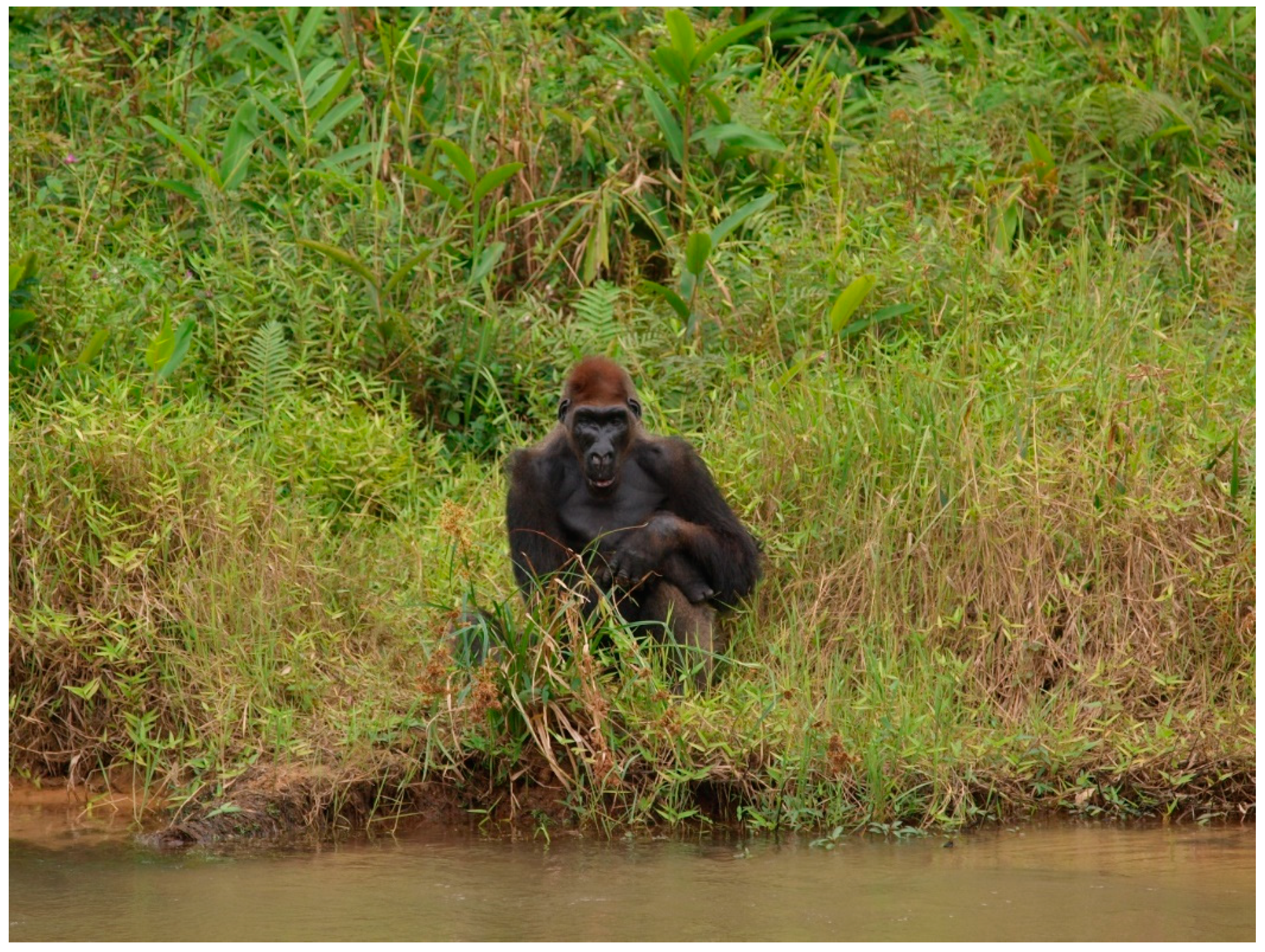 Microorganisms 08 01779 g002