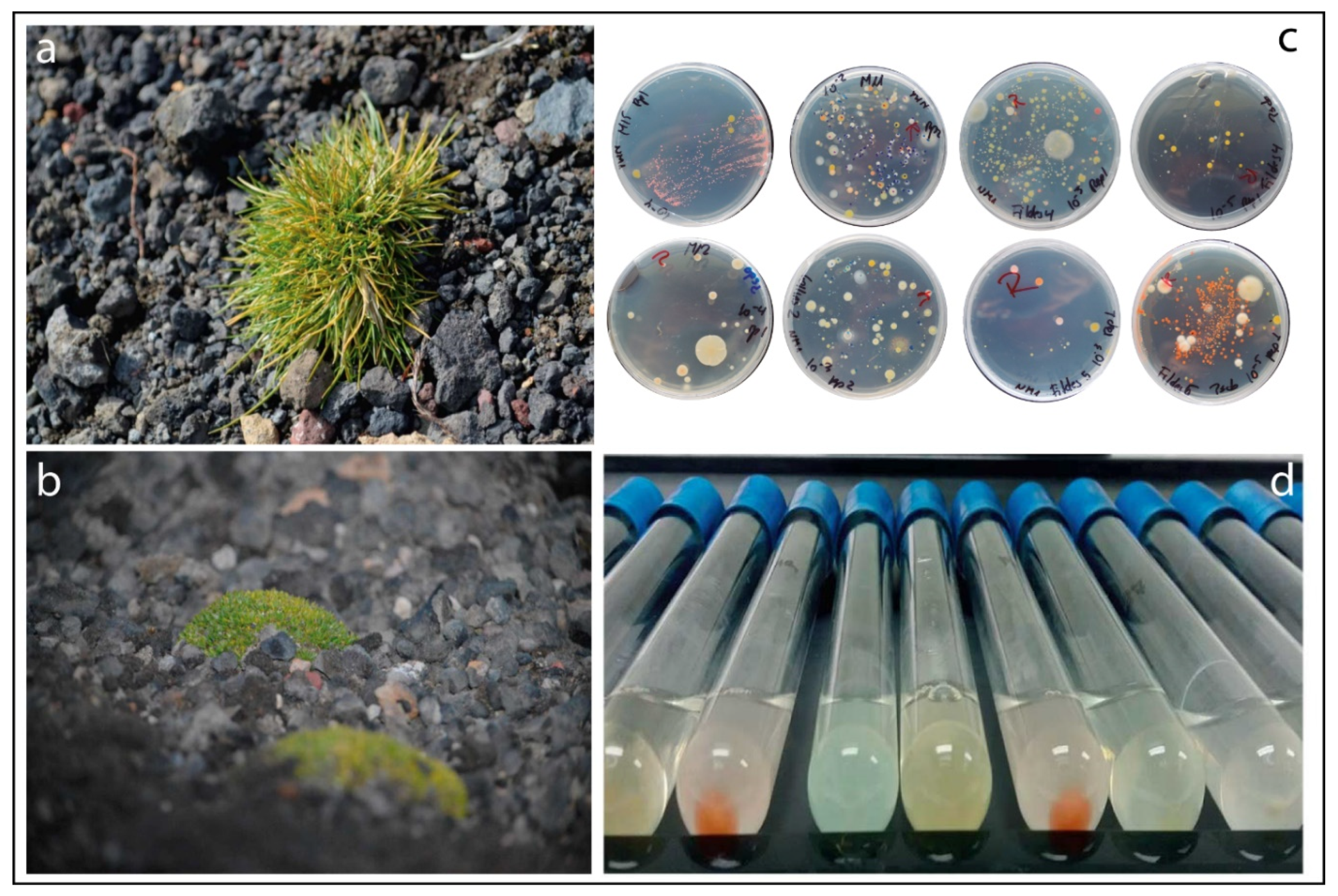 Microorganisms 08 01788 g001