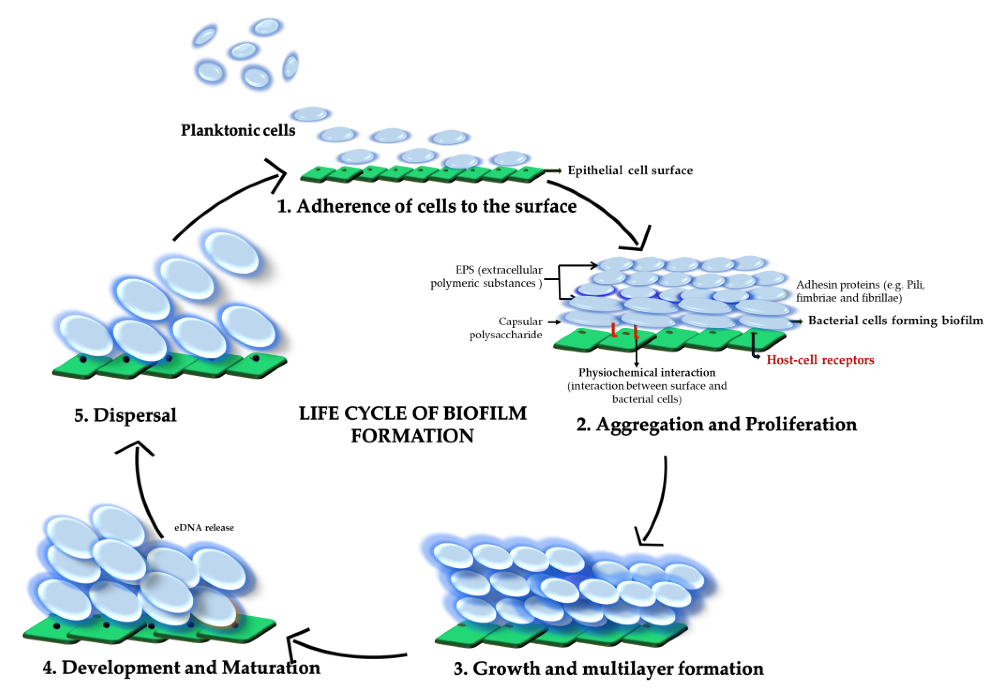 Microorganisms 08 01835 g001
