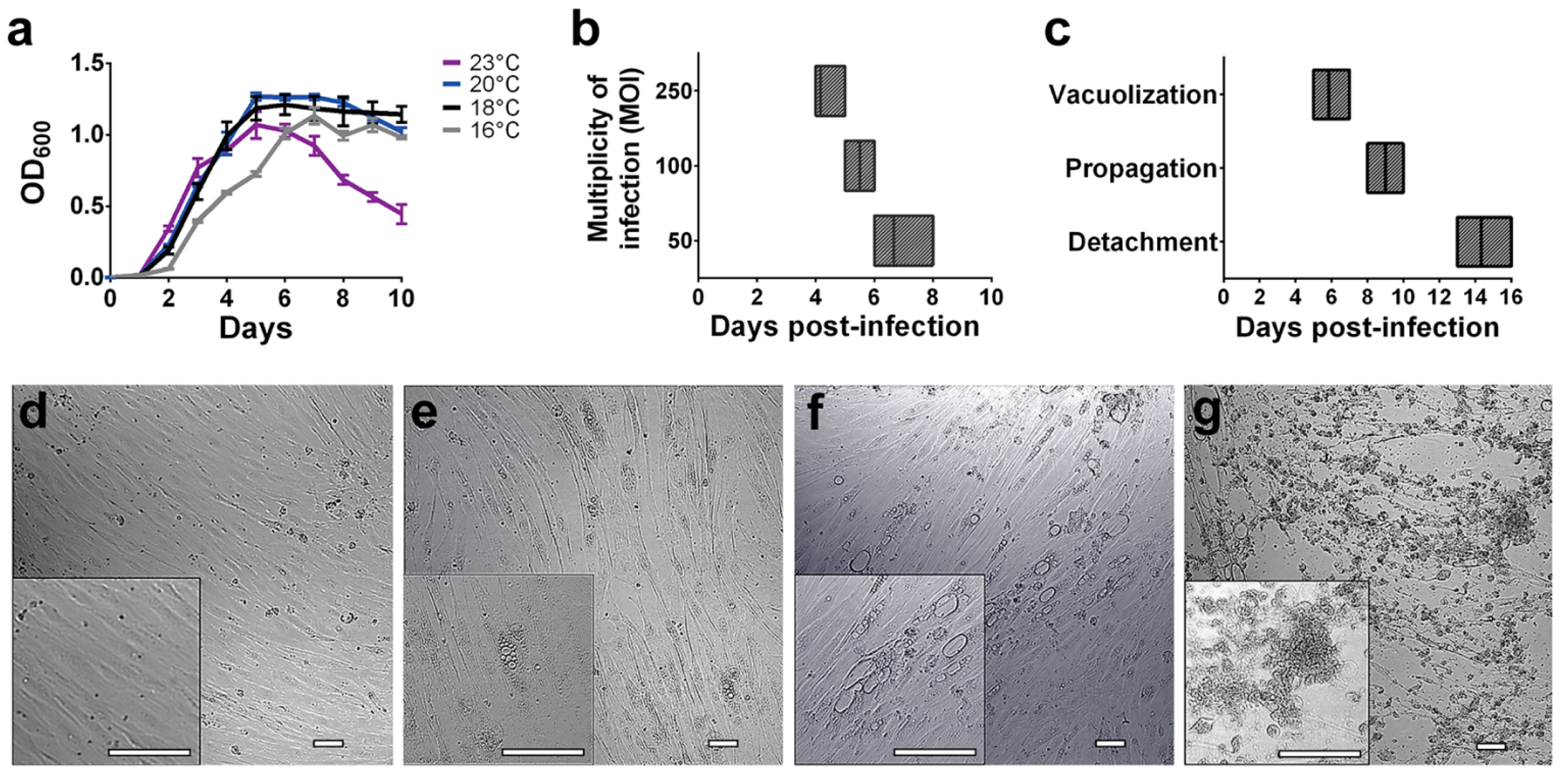 Microorganisms Free Full Text Global Proteomic Profiling Of Piscirickettsia Salmonis And Salmon Macrophage Like Cells During Intracellular Infection Html