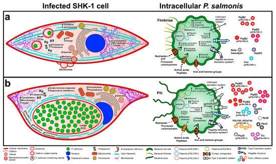 Microorganisms Free Full Text Global Proteomic Profiling Of Piscirickettsia Salmonis And Salmon Macrophage Like Cells During Intracellular Infection Html