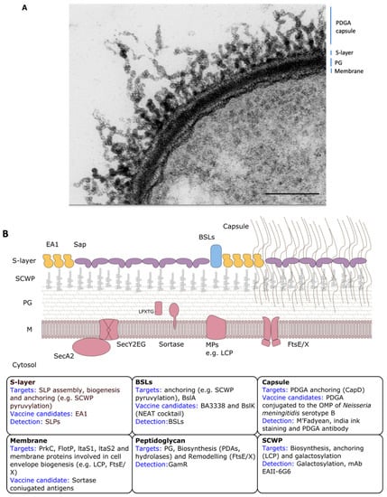 Microorganisms | Free Full-Text | The Bacillus anthracis Cell Envelope:  Composition, Physiological Role, and Clinical Relevance