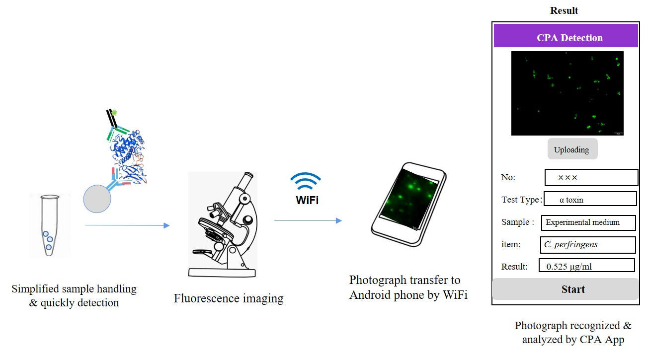 Microorganisms Free Full Text Visual Detection Of Clostridium Perfringens Alpha Toxin By Combining Nanometer Microspheres With Smart Phones Html