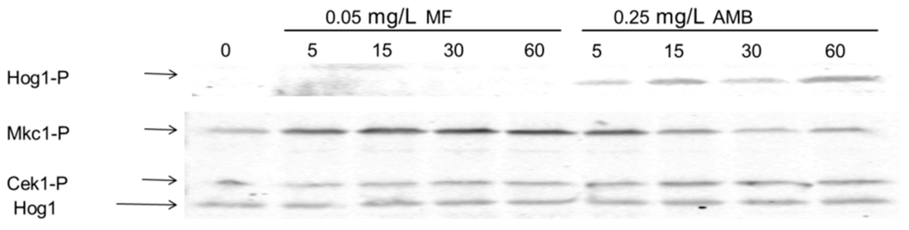 Microorganisms 08 01867 g006