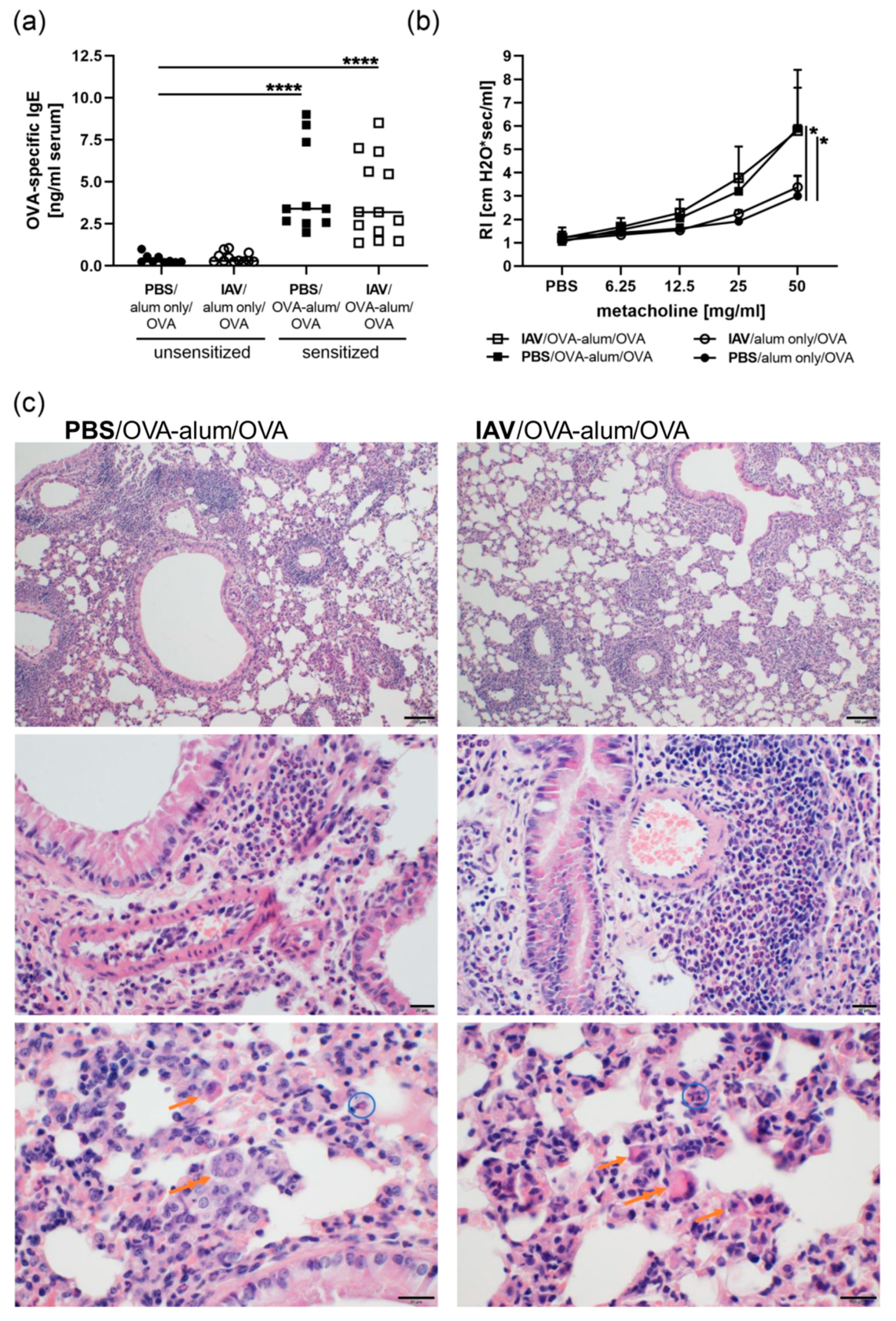 Microorganisms Free Full Text Resolved Influenza A Virus Infection Has Extended Effects On Lung Homeostasis And Attenuates Allergic Airway Inflammation In A Mouse Model Html