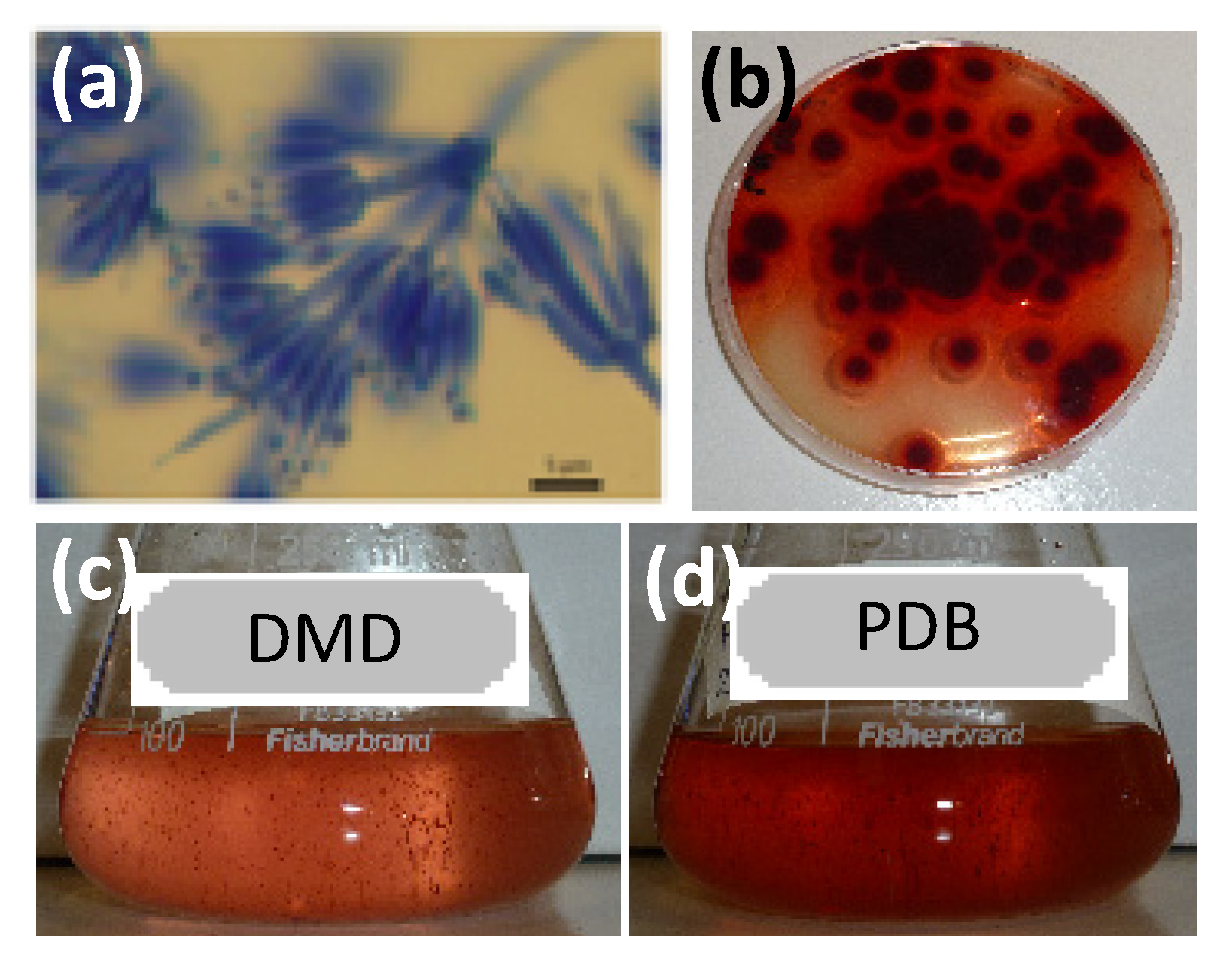 Microorganisms 08 01920 g001 Microorganisms 08 01920 g001