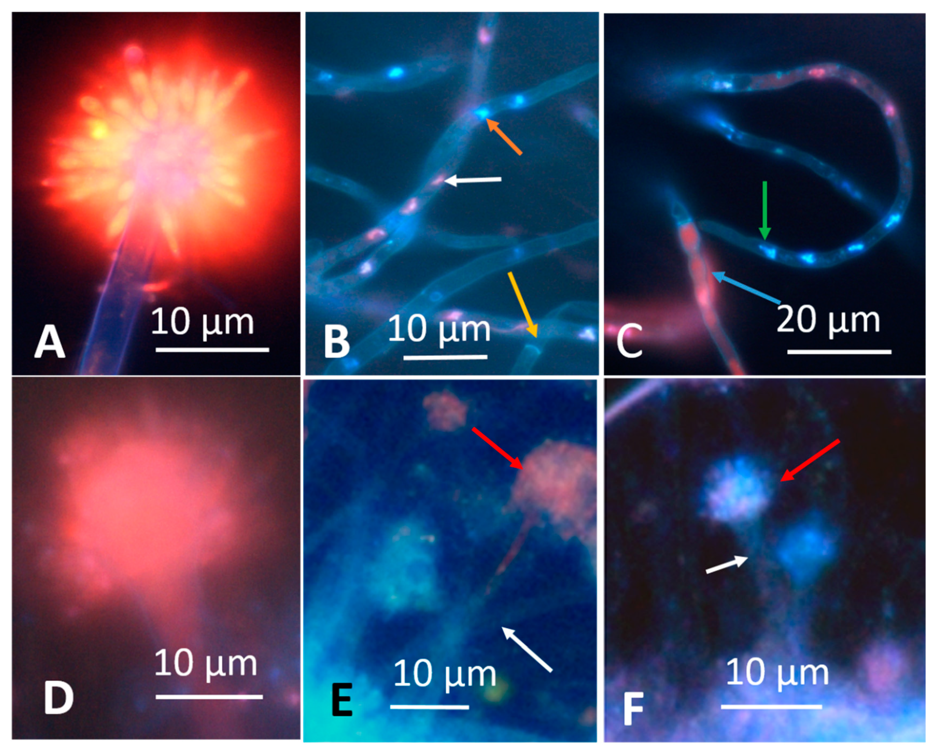 Microorganisms 08 01940 g002 Microorganisms 08 01940 g002