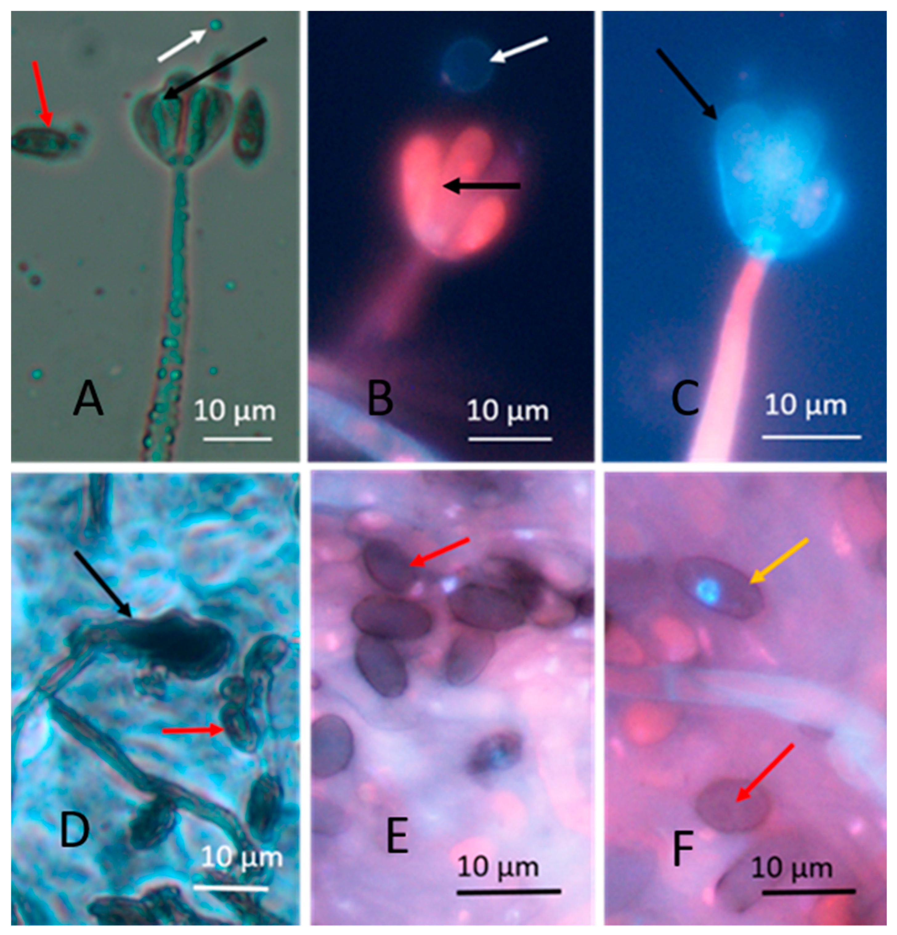 Microorganisms 08 01940 g003 Microorganisms 08 01940 g003