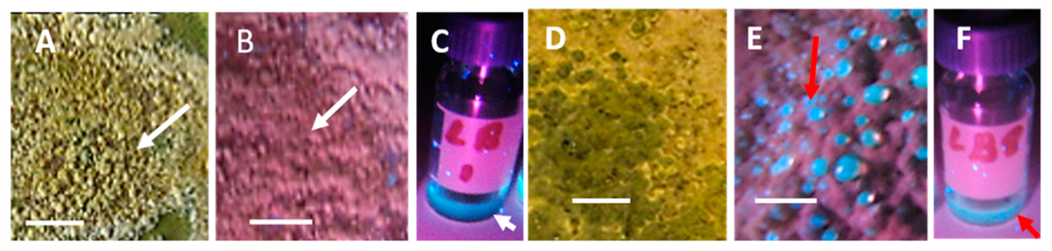 Microorganisms 08 01940 g005 Microorganisms 08 01940 g005